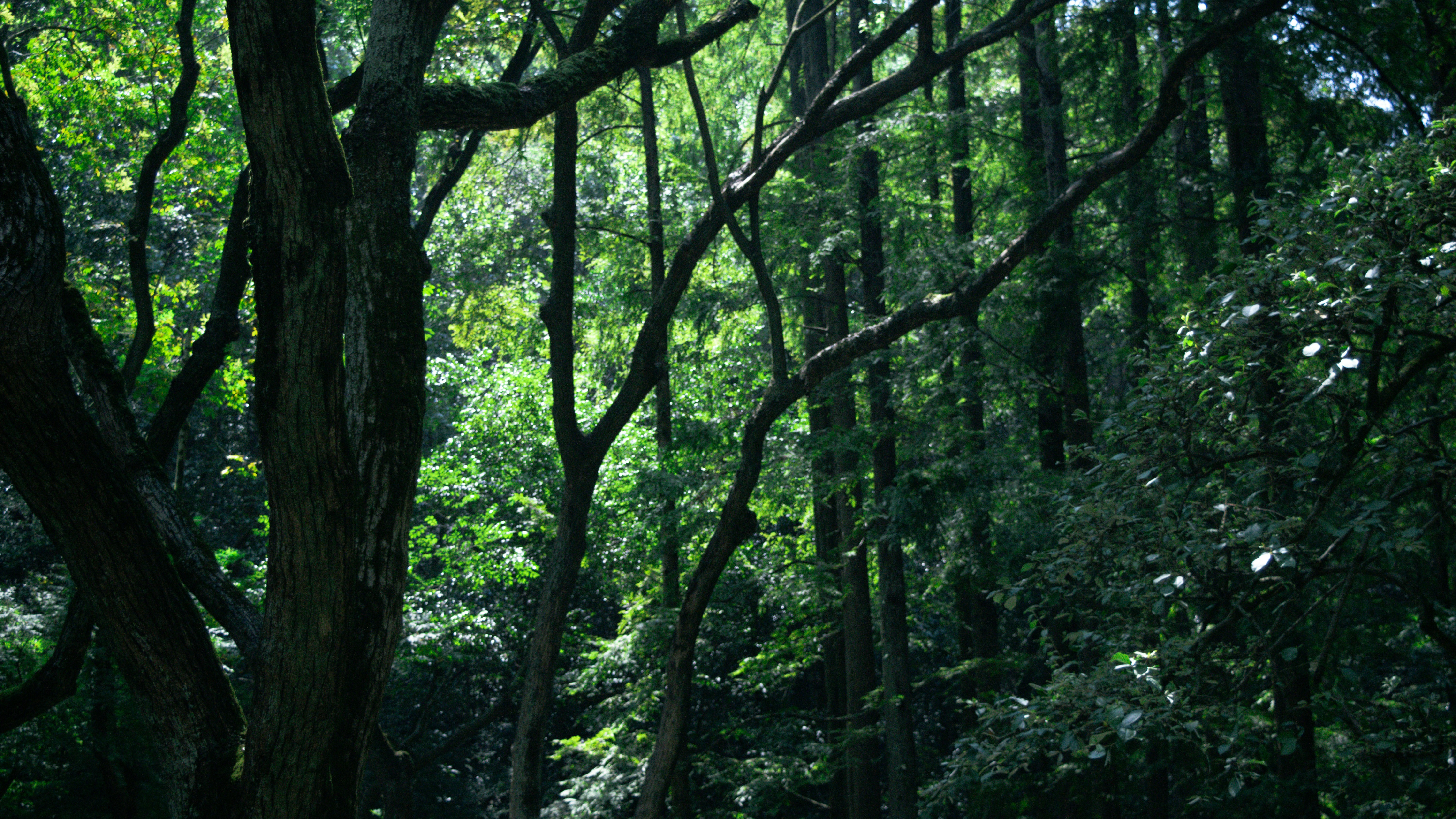 Sunlight filters through a dense, green forest canopy.