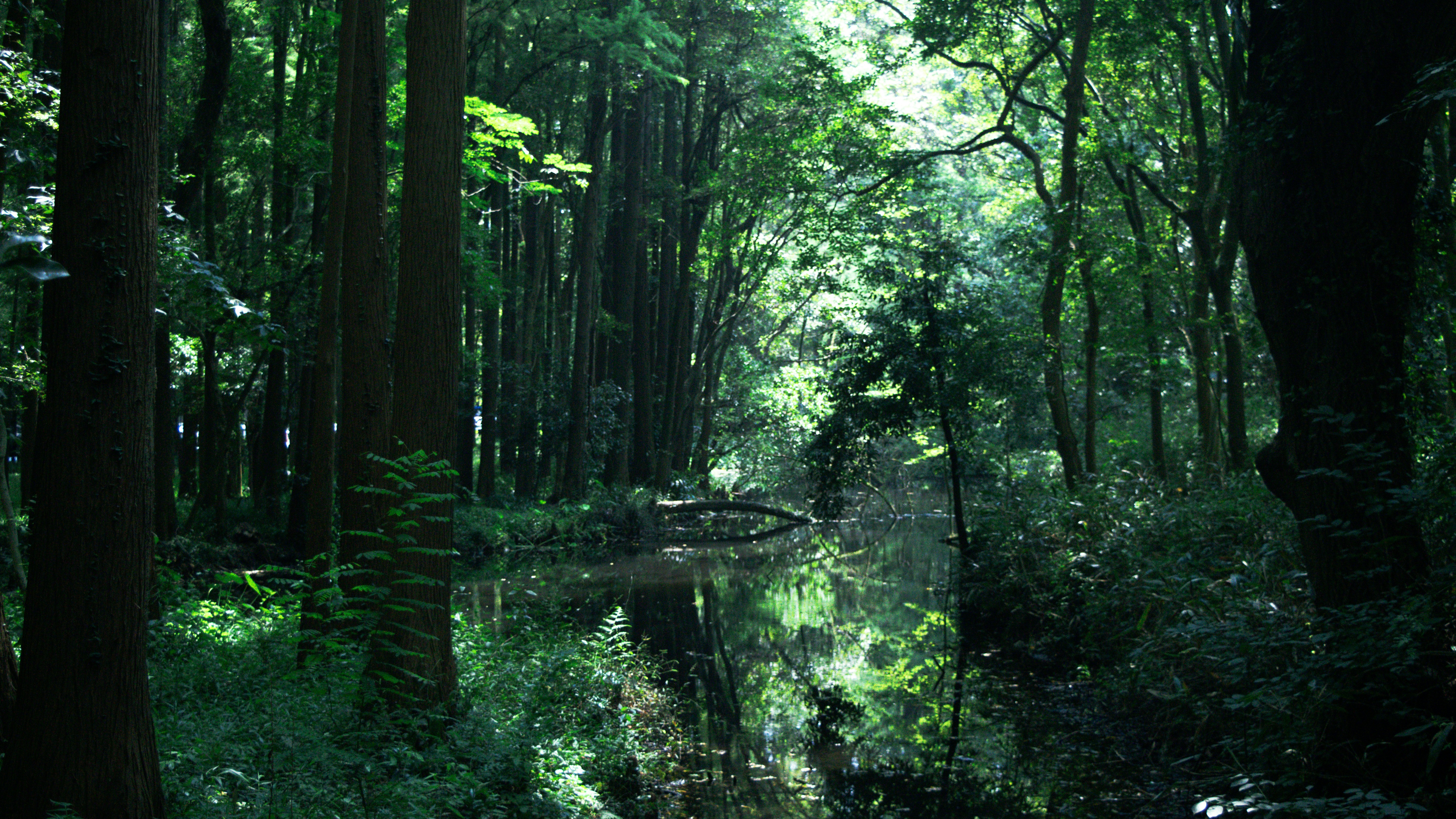 Sunlight filters through a dense, green forest canopy.
