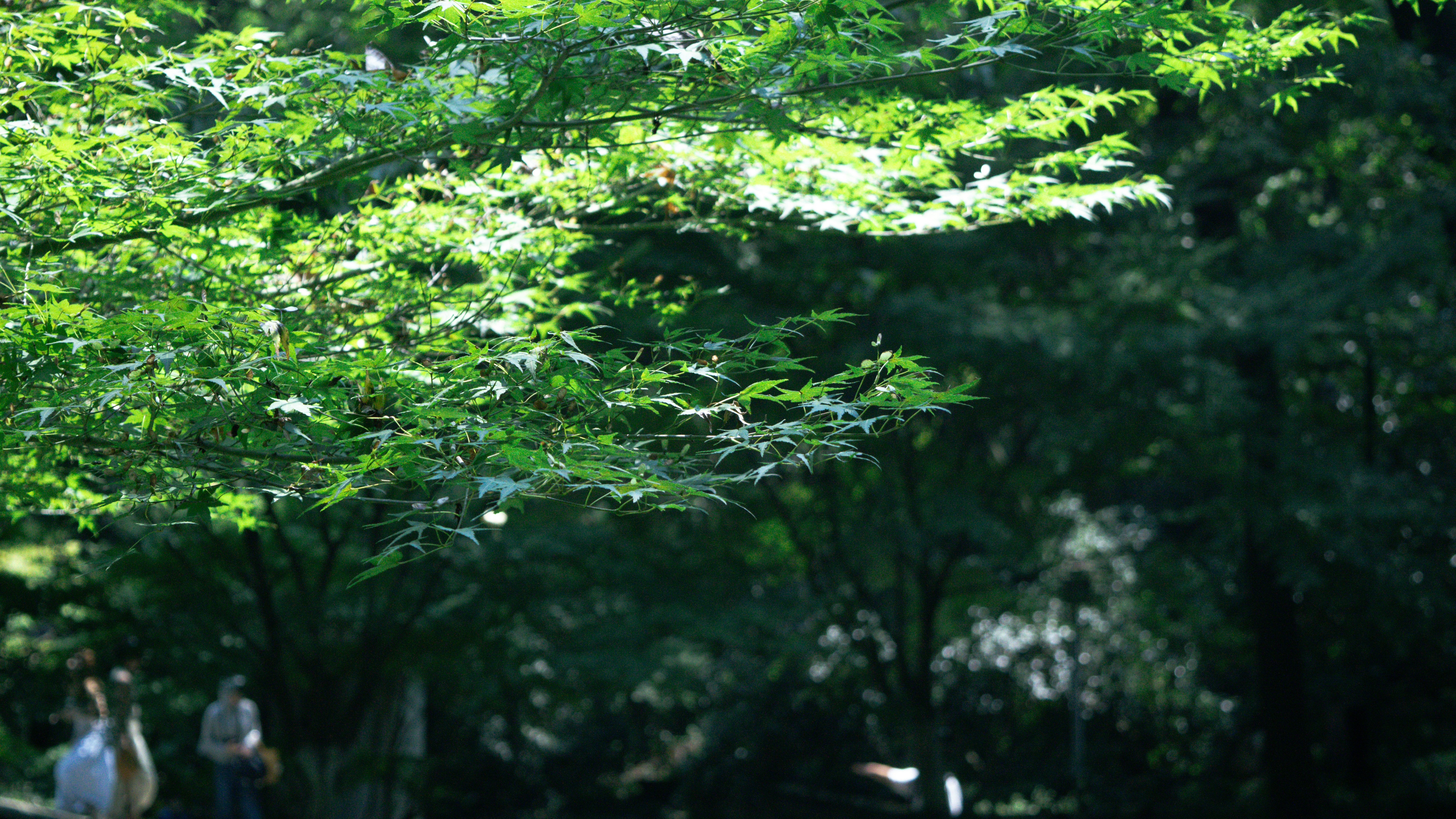 Photo by xiakuangkuang