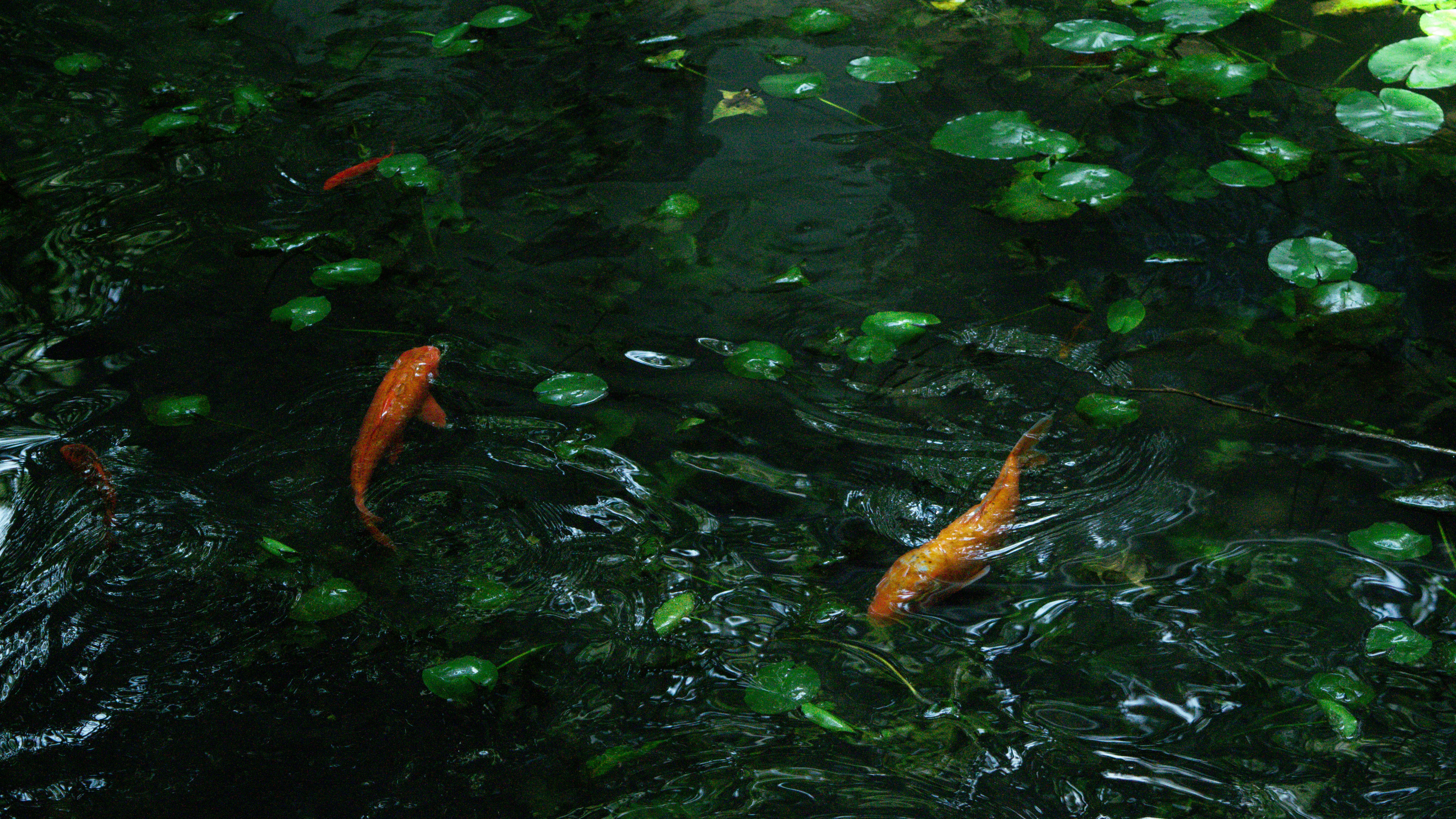 Photo by xiakuangkuang