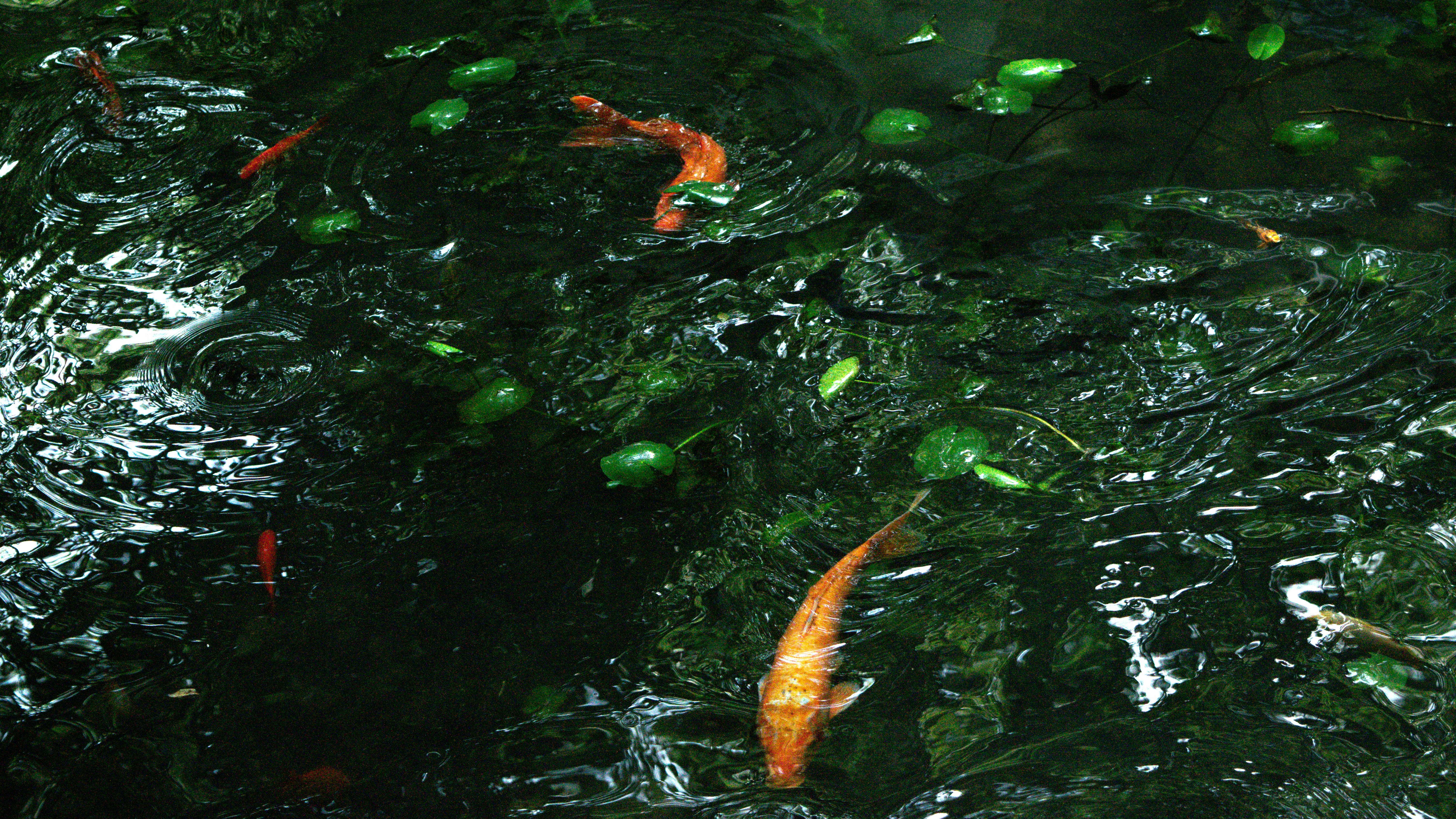 Photo by xiakuangkuang