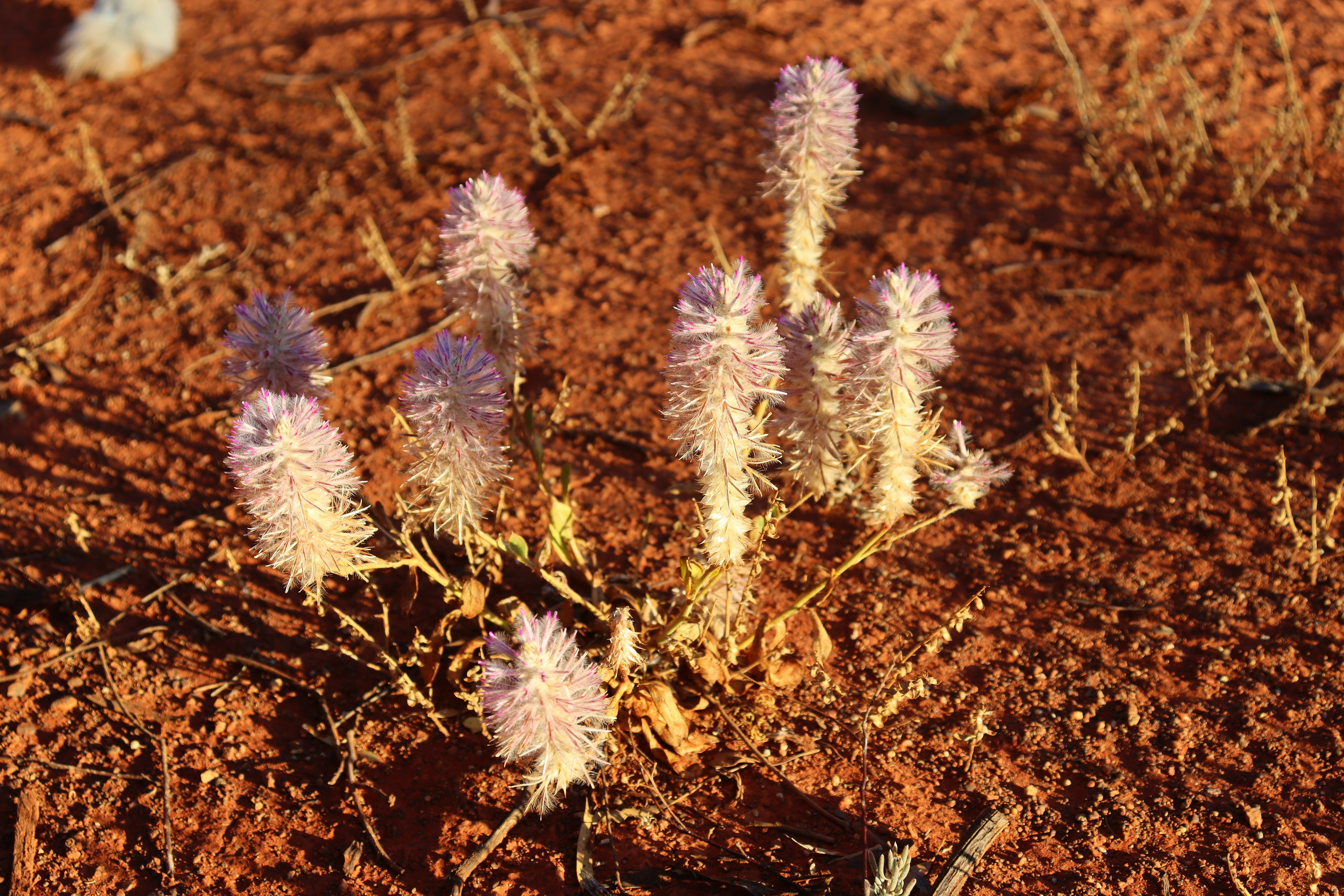 Small plant with fuzzy purple flowers in dry soil