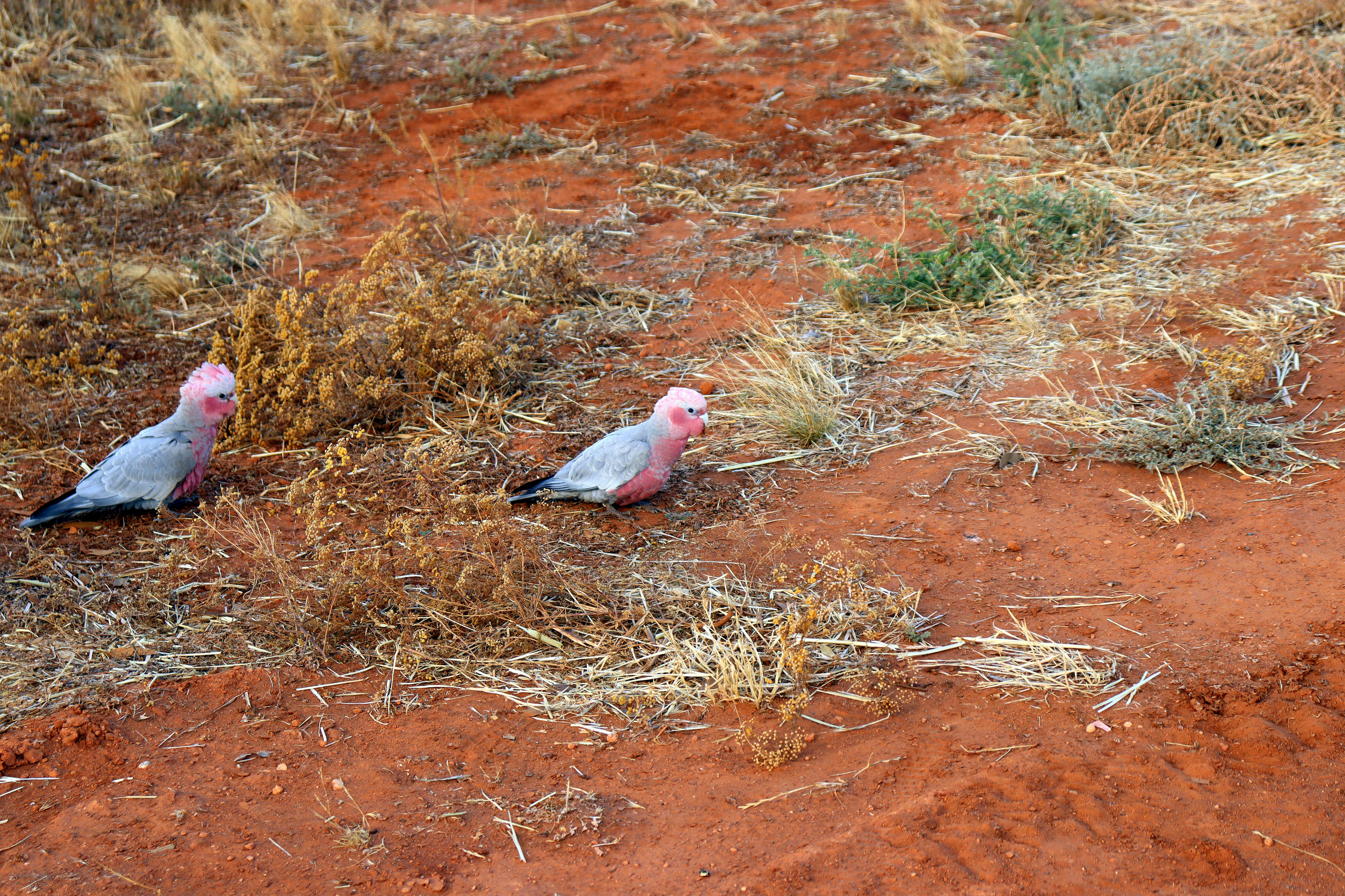 Two pink cockatoos on dry, red earth.