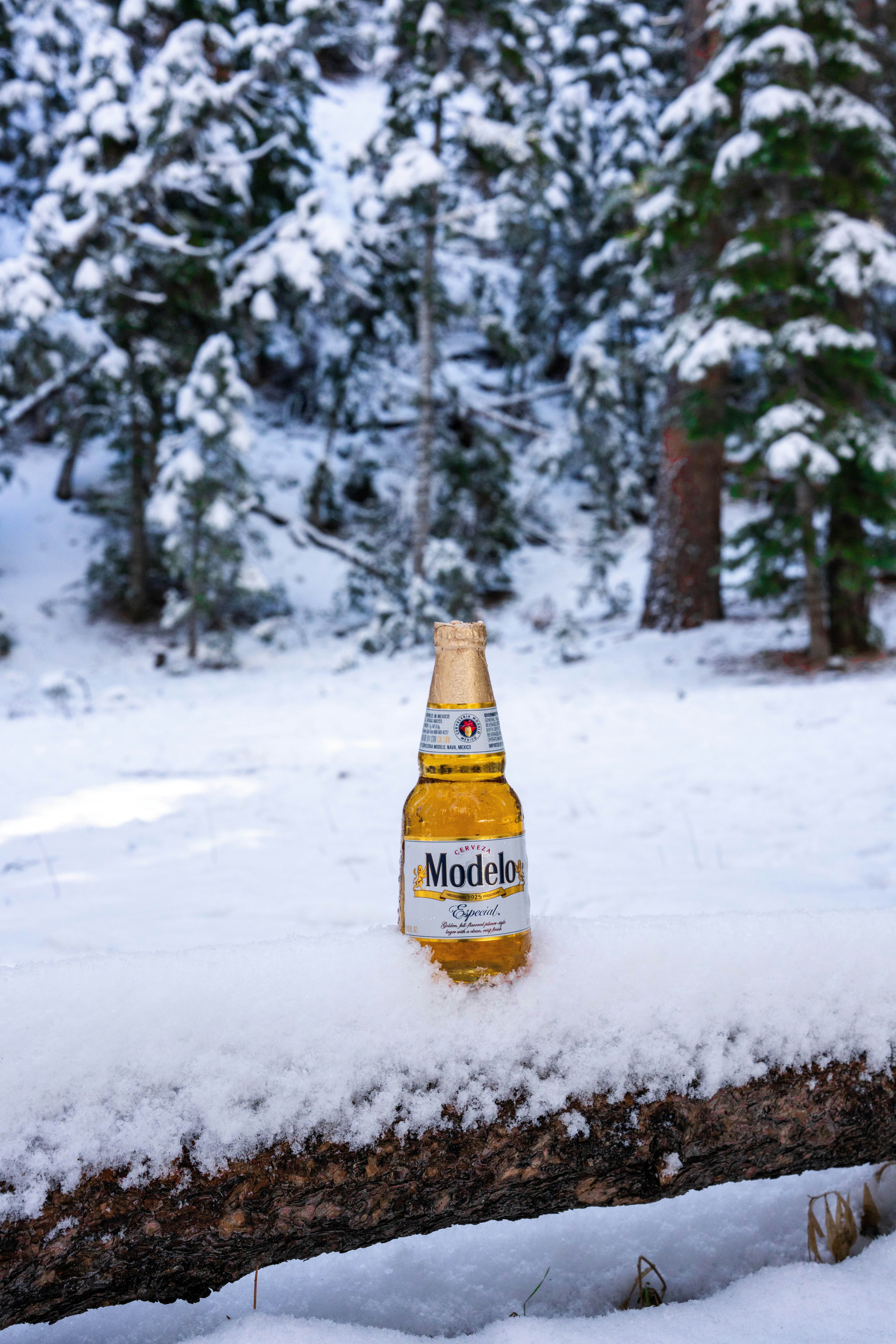 forest beer camping, wallpaper, Brewing Beer for Camping: A Guide to Outdoor Crafting 5