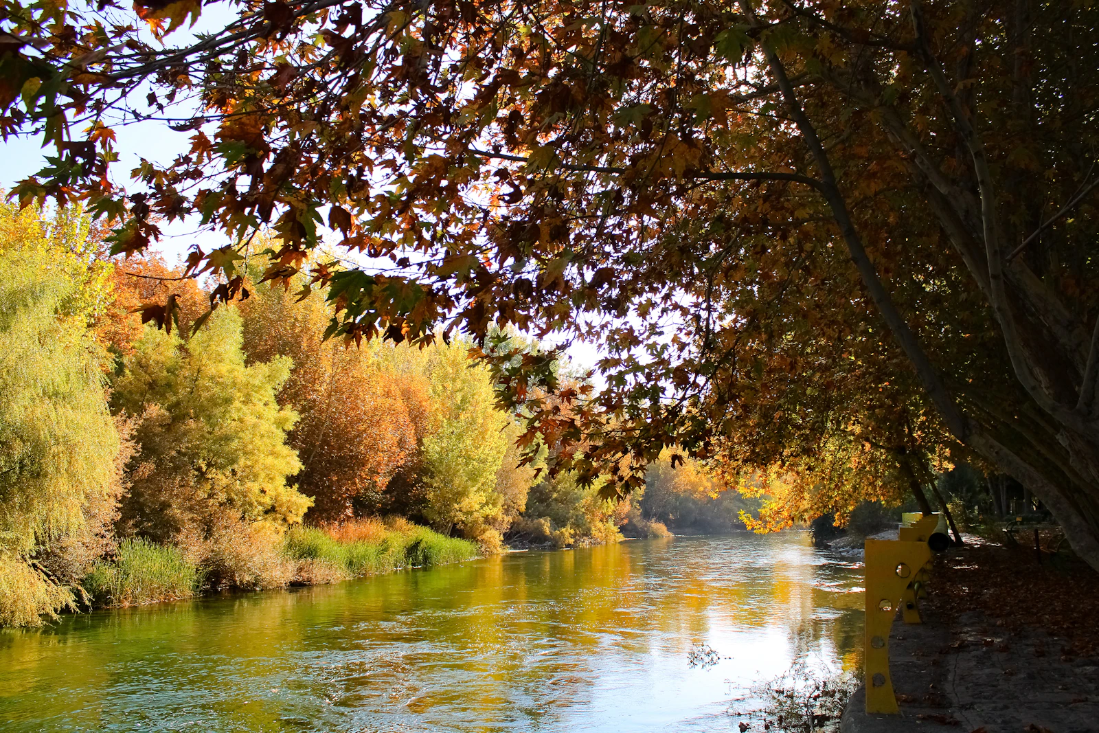 A scenic river path lined with trees, similar to the Naperville Riverwalk