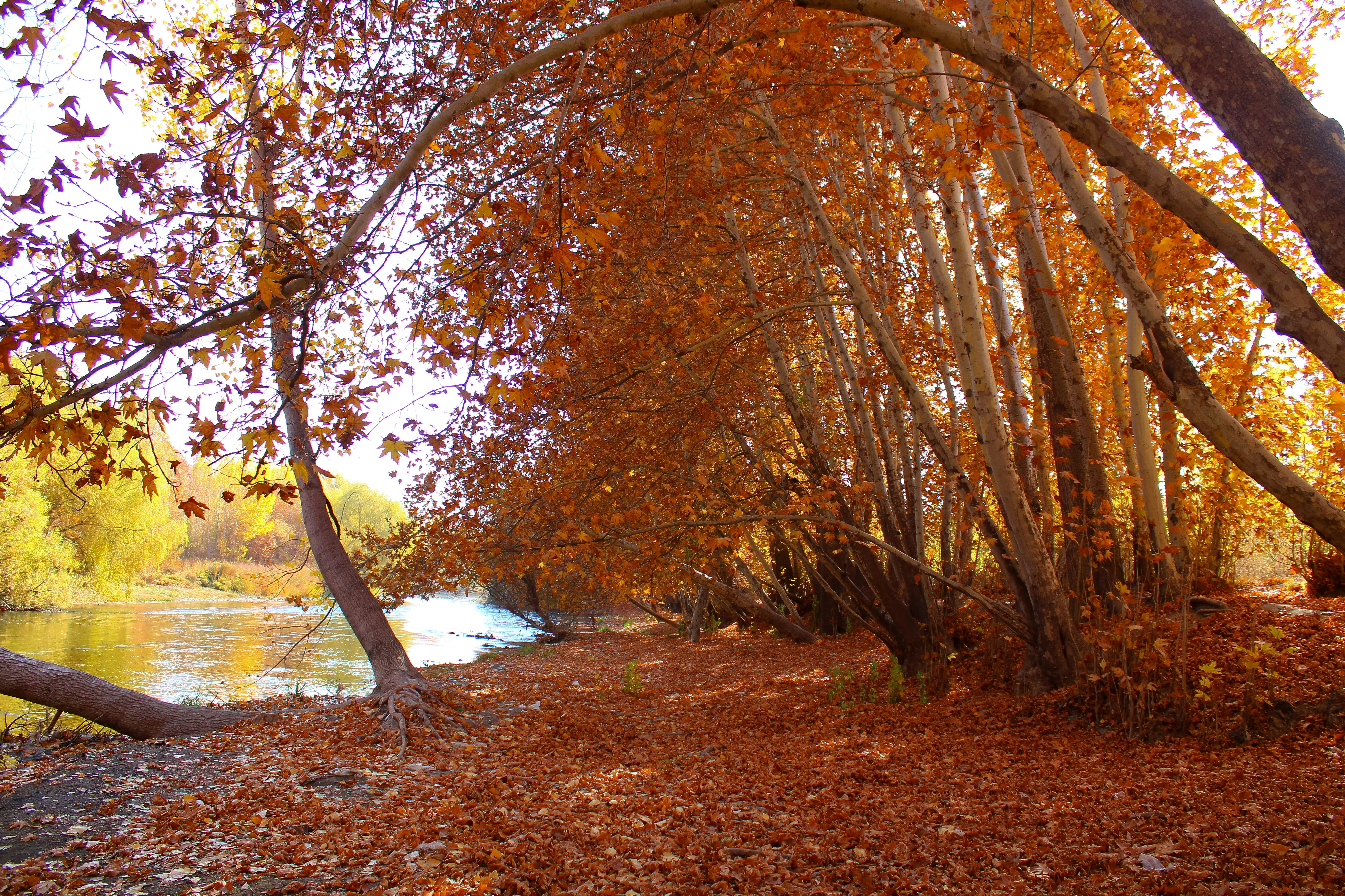 Autumn trees line a riverbank covered in fallen leaves.