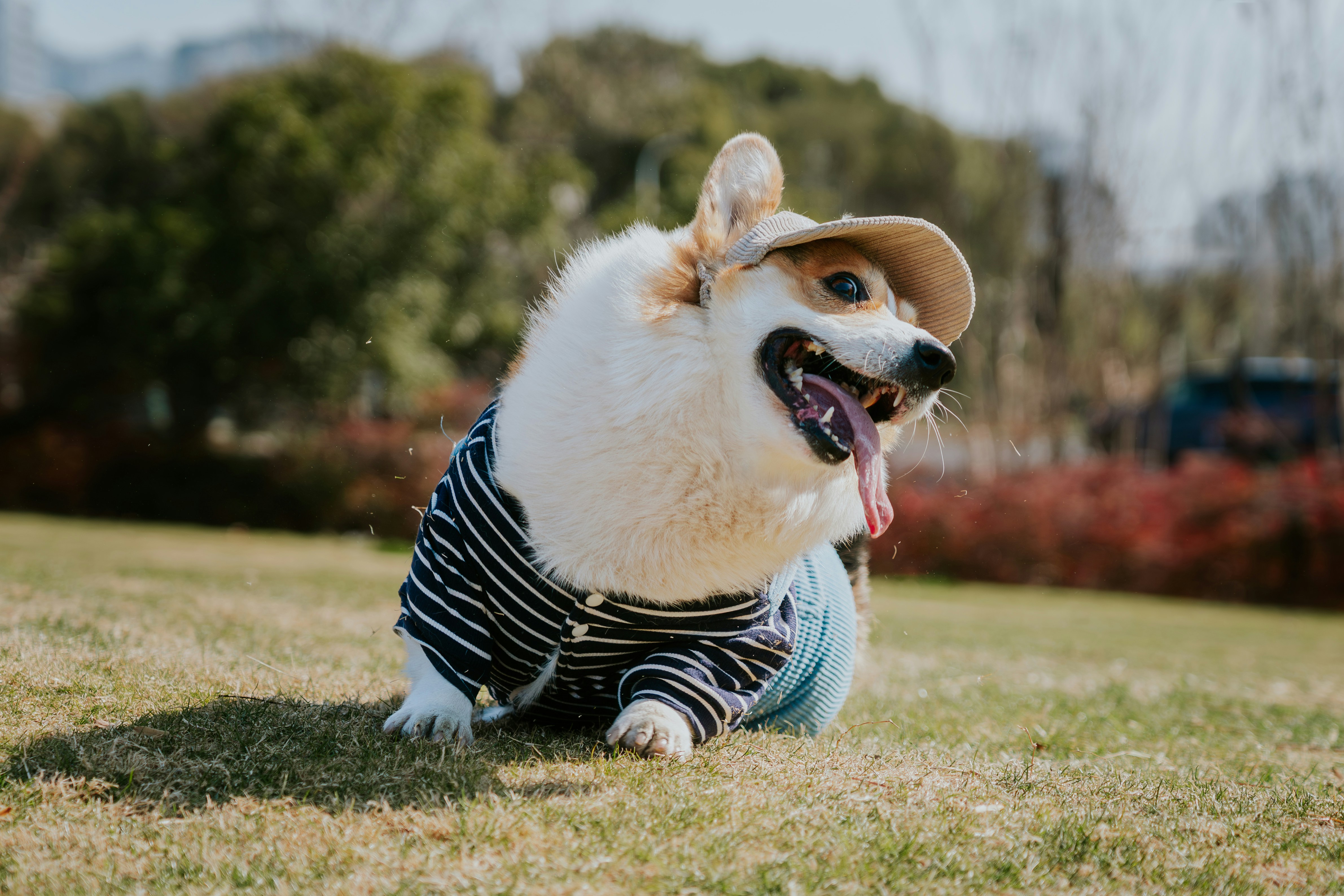 A corgi wearing a hat and striped shirt on grass