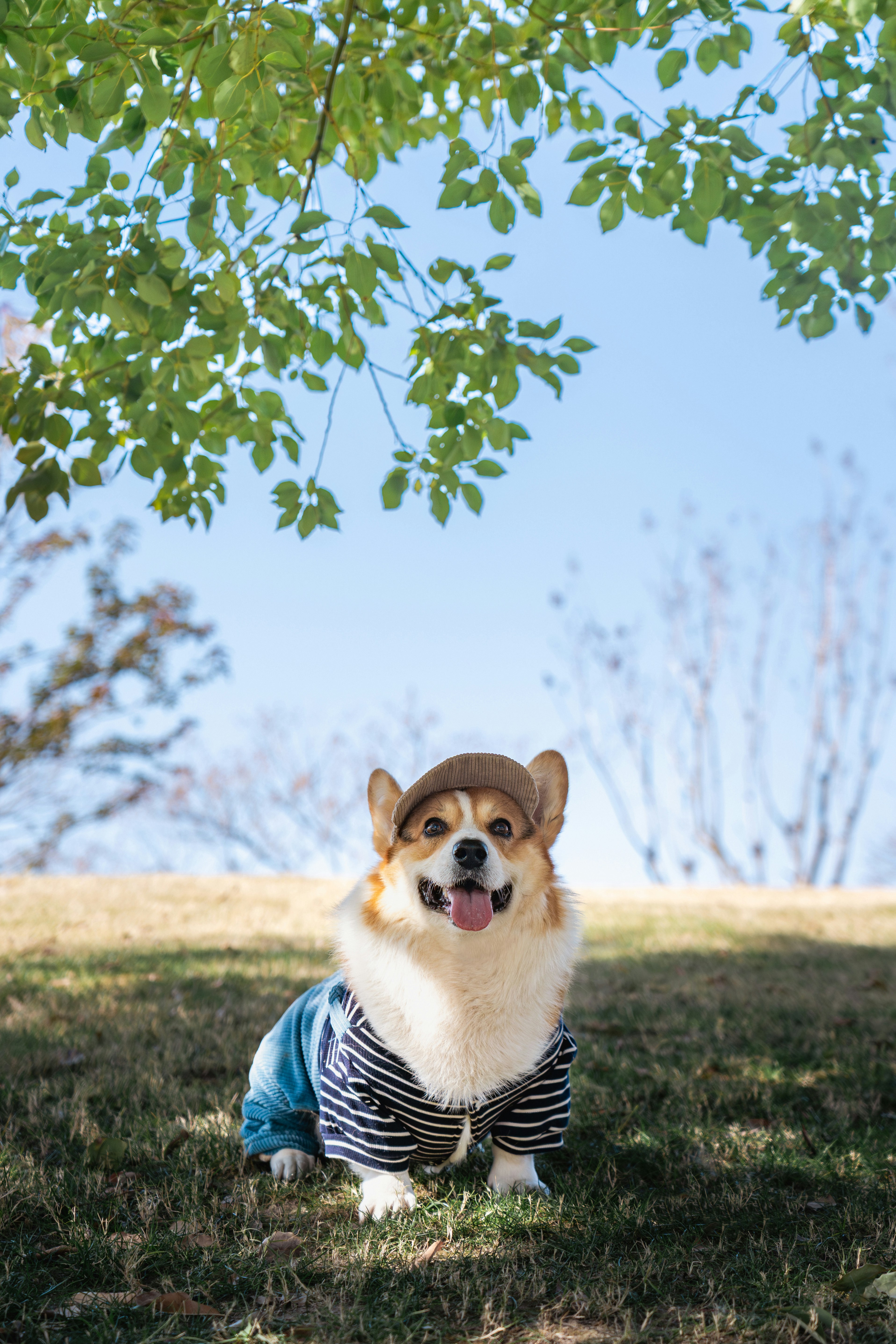 A corgi dog wearing a hat and clothes sits outside.