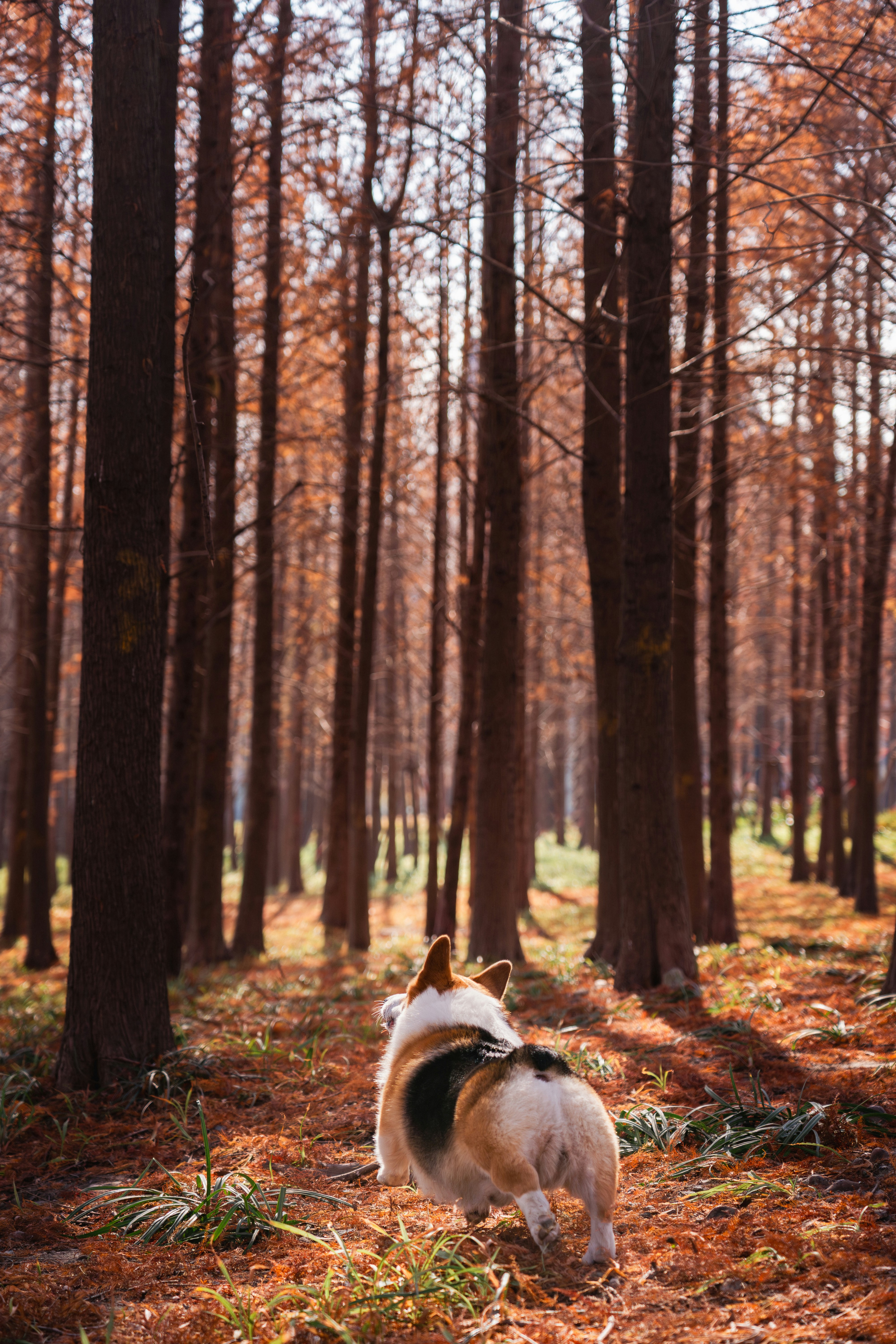 A corgi walks through a forest with autumn leaves.