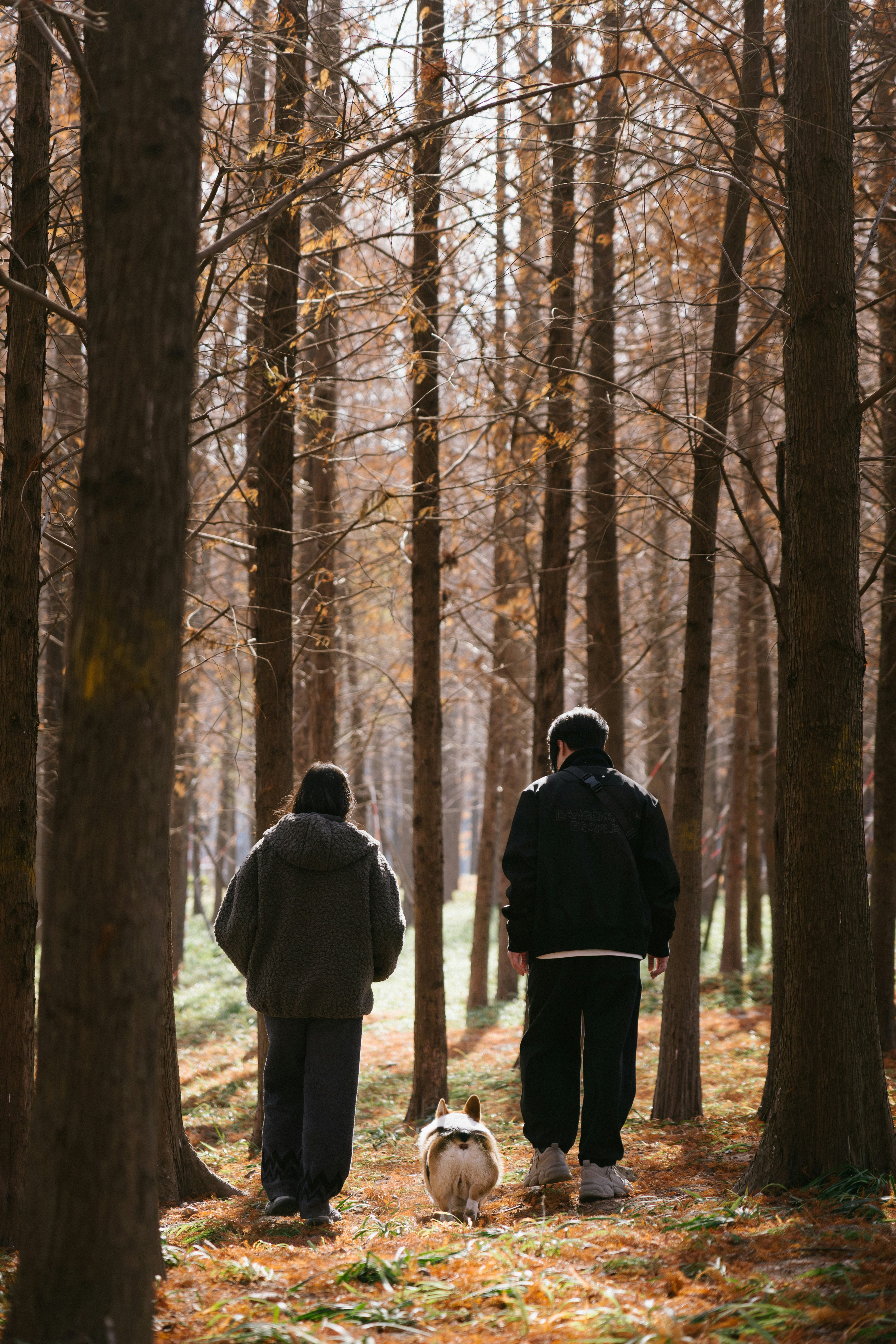 Two people and a dog walking in a forest.