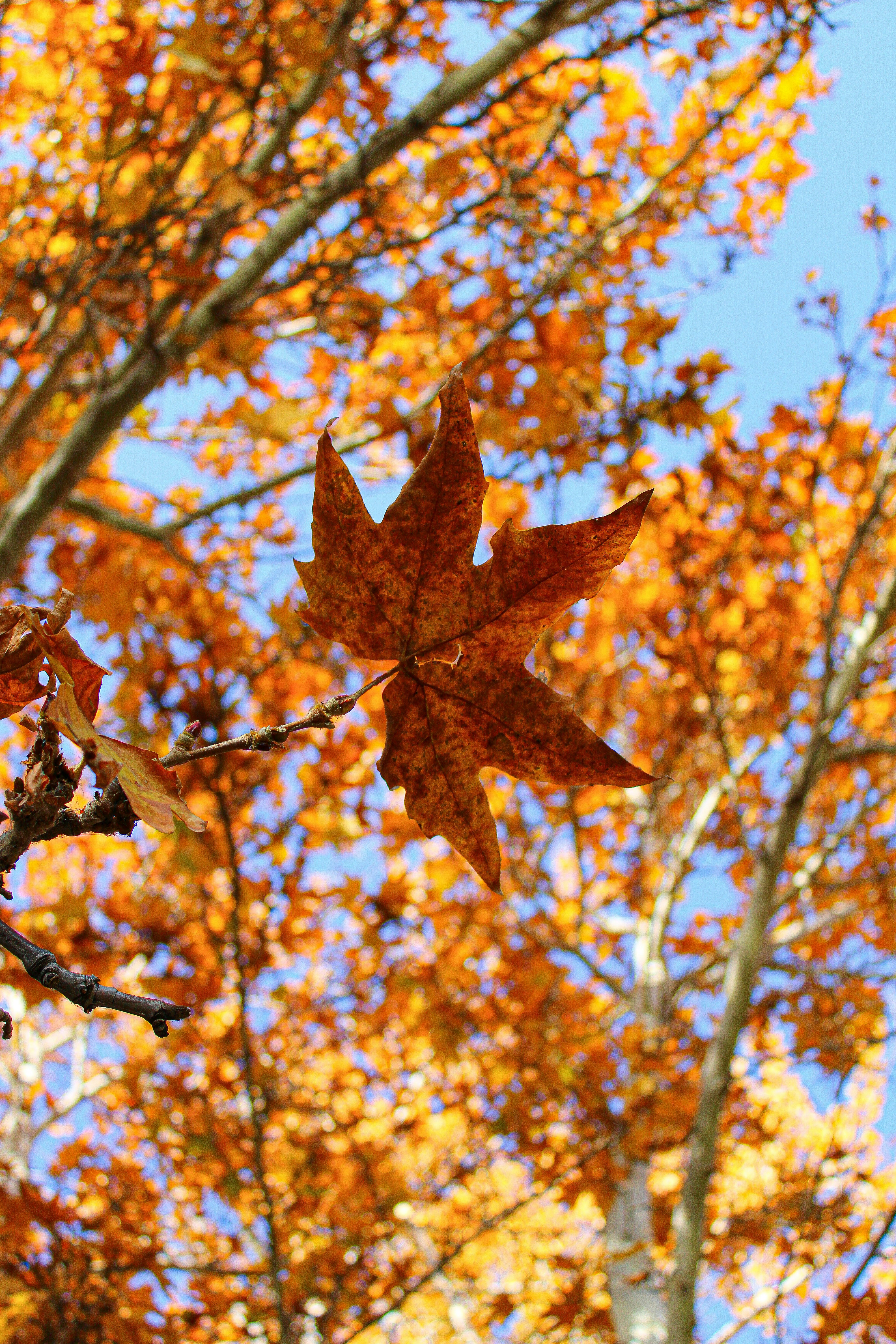 A single brown leaf hangs from a branch in autumn.