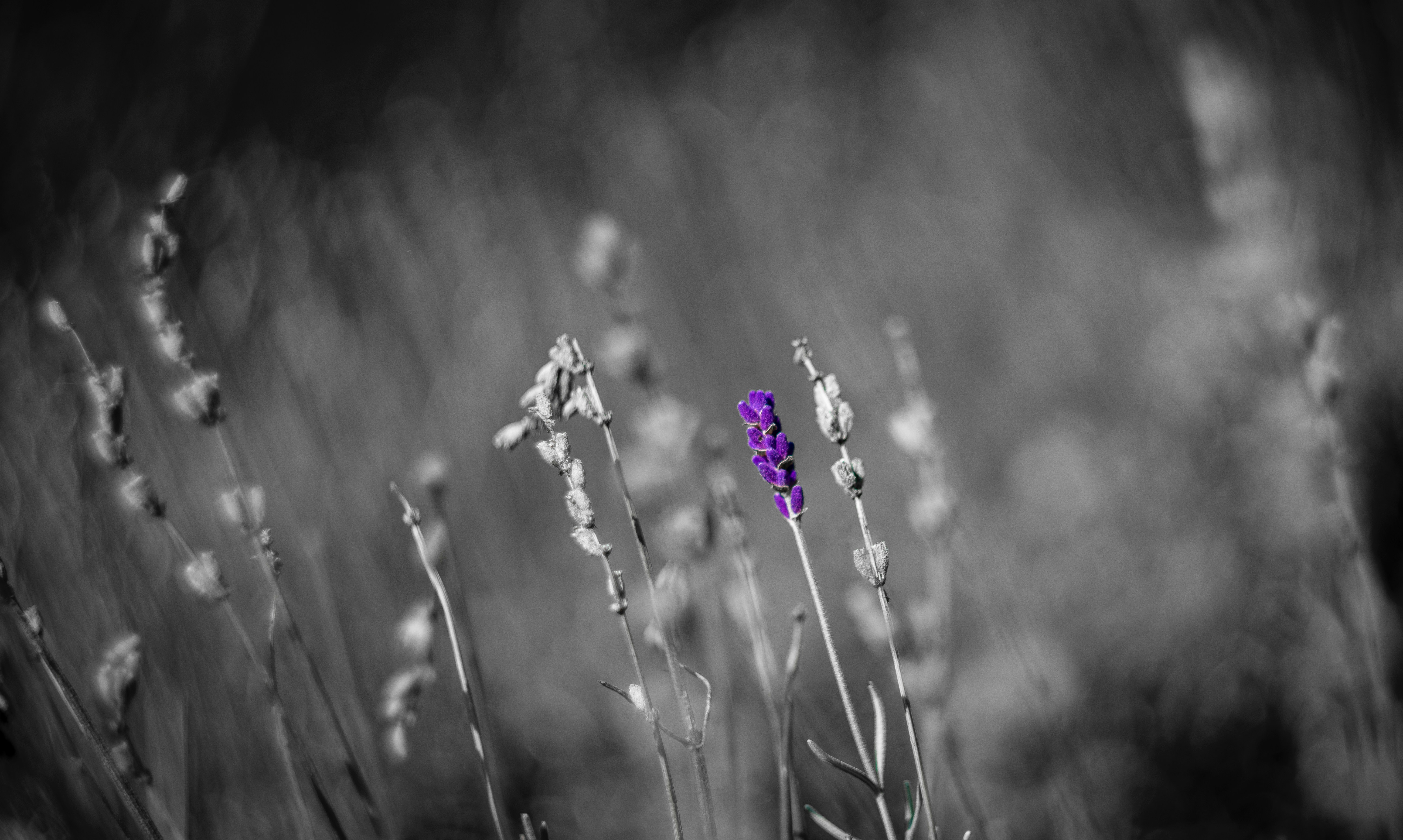 Une seule tige de lavande violette se distingue