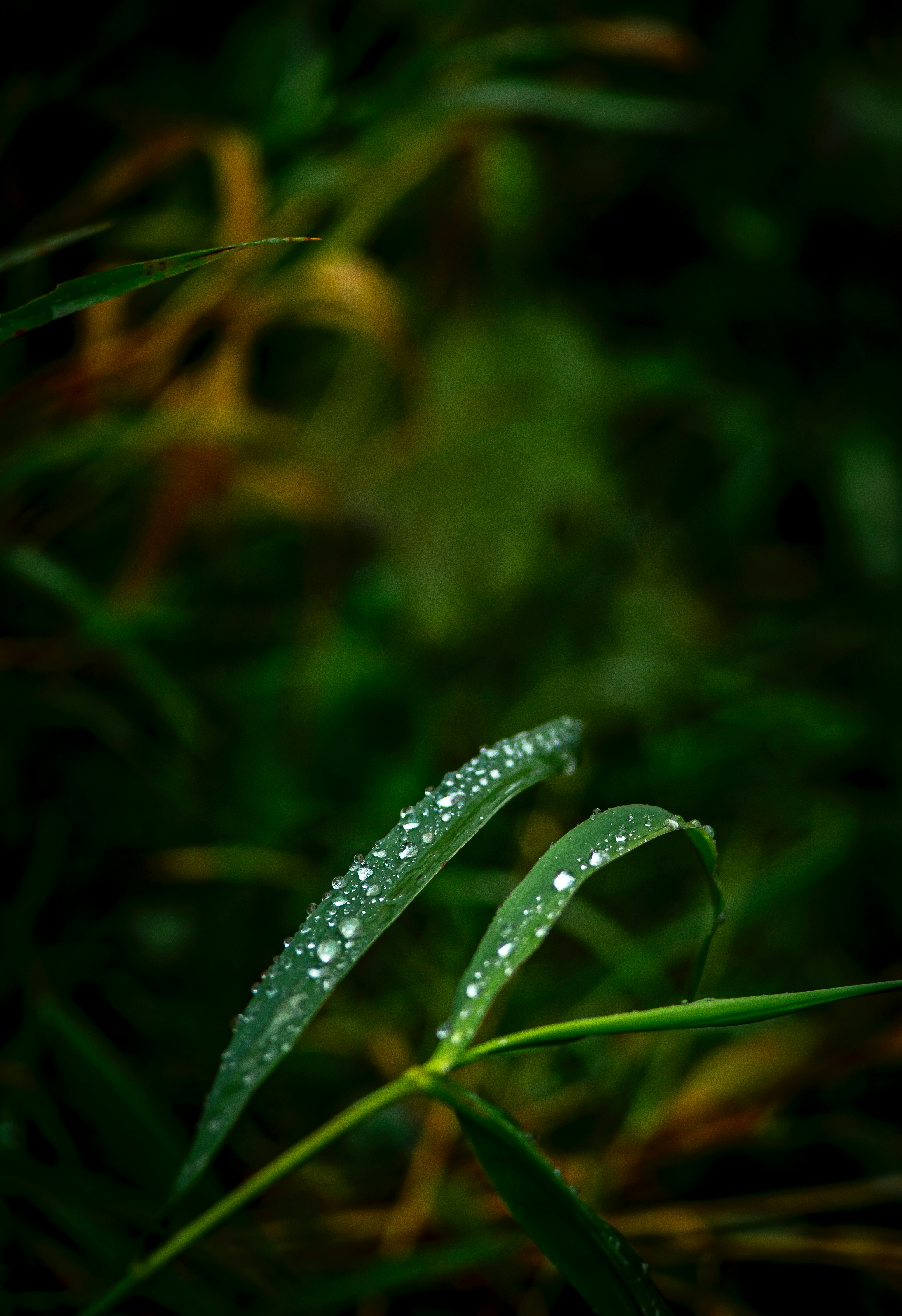 Plan rapproché des brins d’herbe mouillés avec des gouttelettes d’eau.