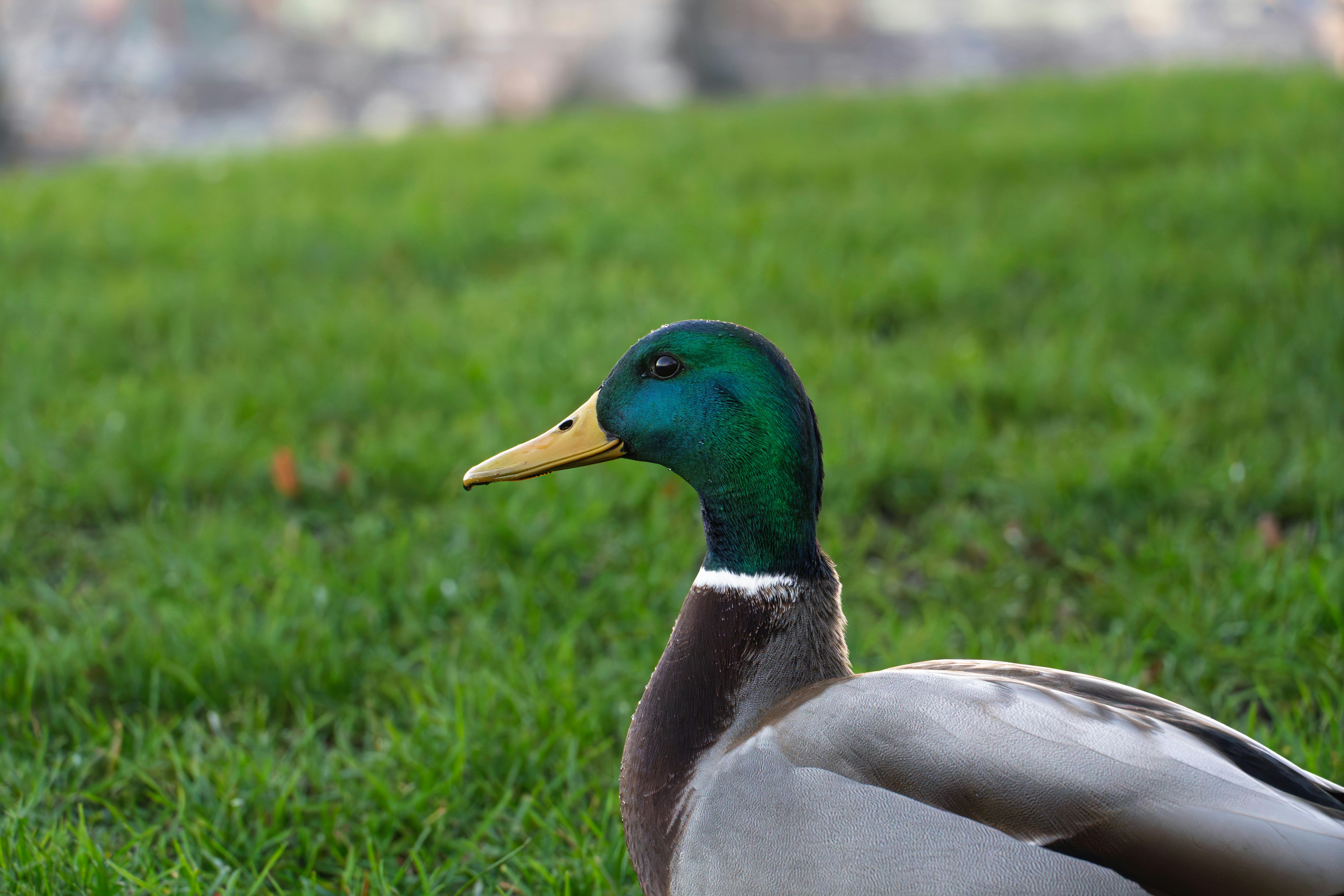 A mallard duck with a green head on grass