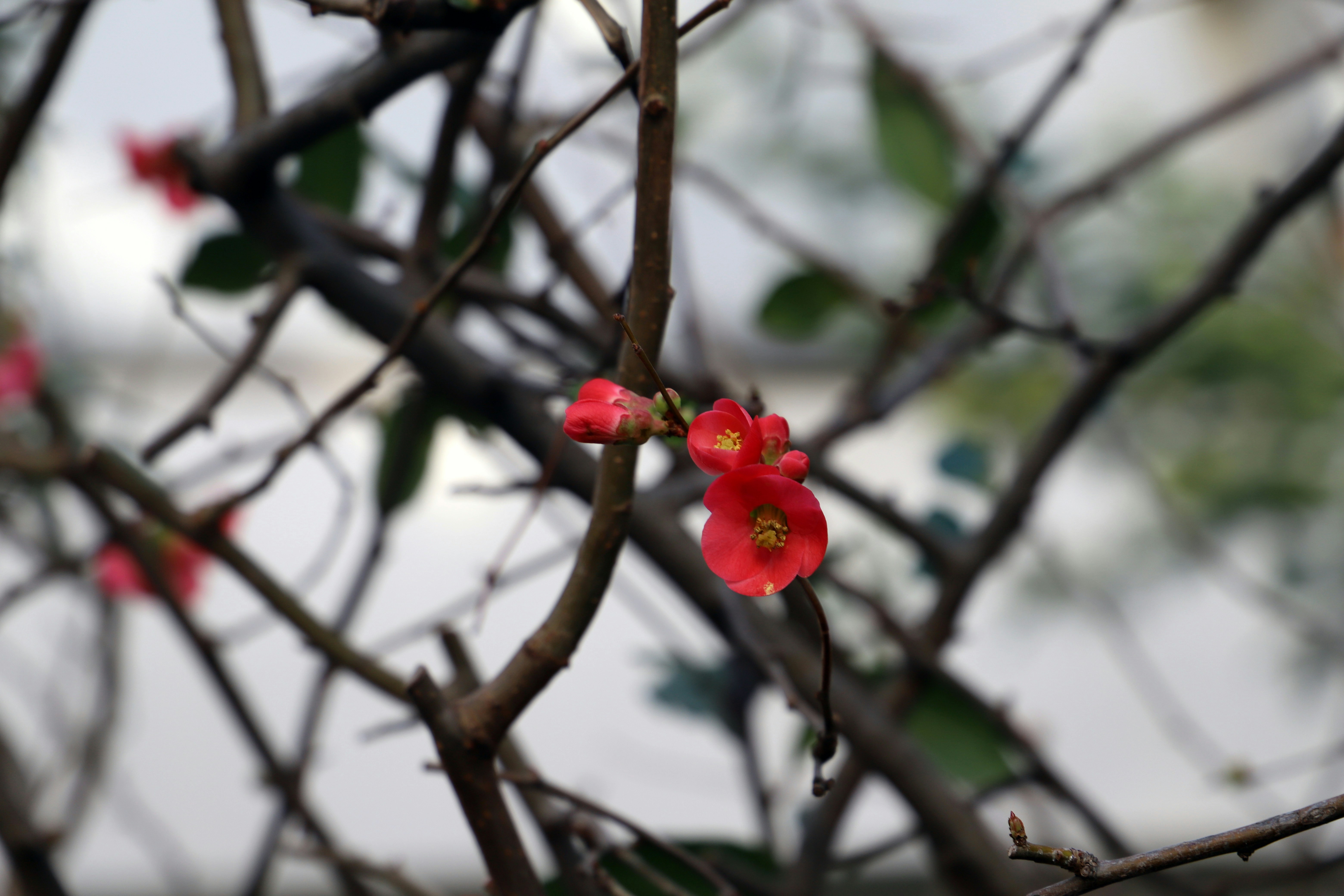 De délicates fleurs rouges fleurissent sur les branches nues.