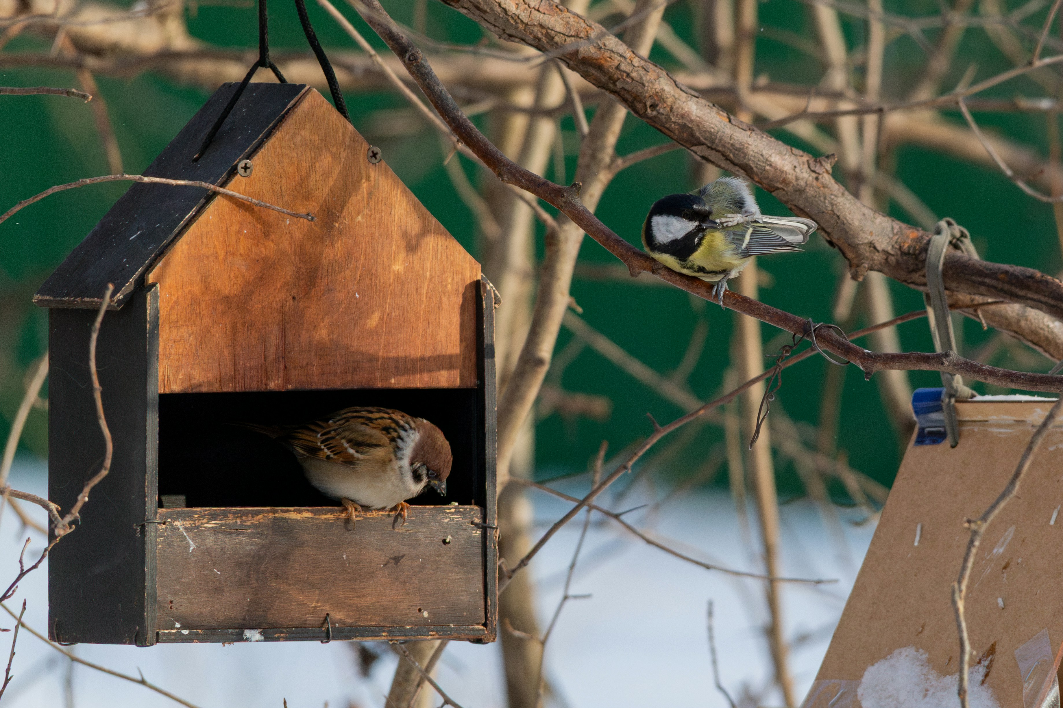 Two birds at a wooden bird feeder in winter