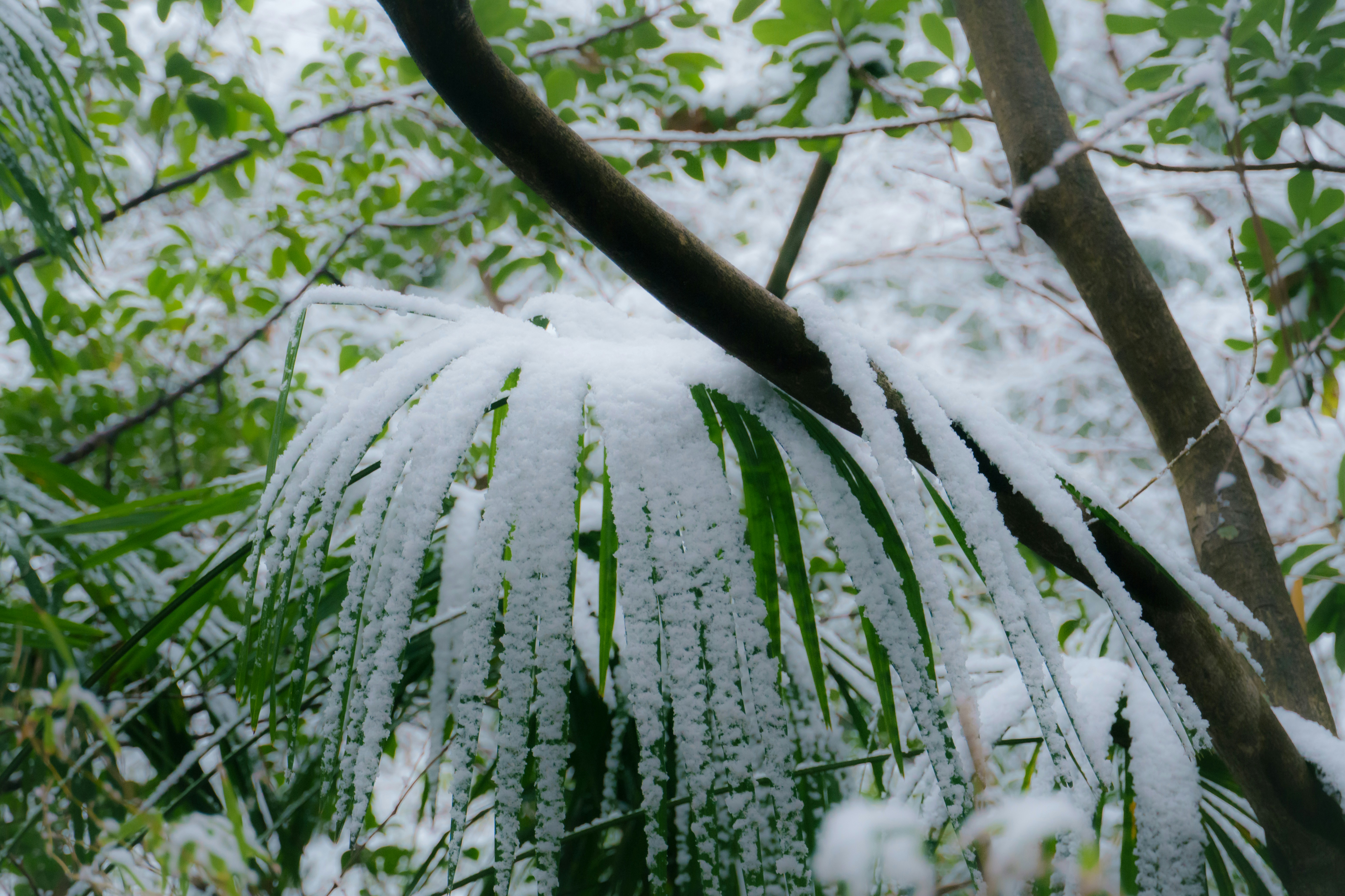 Green leaves covered in ice and snow
