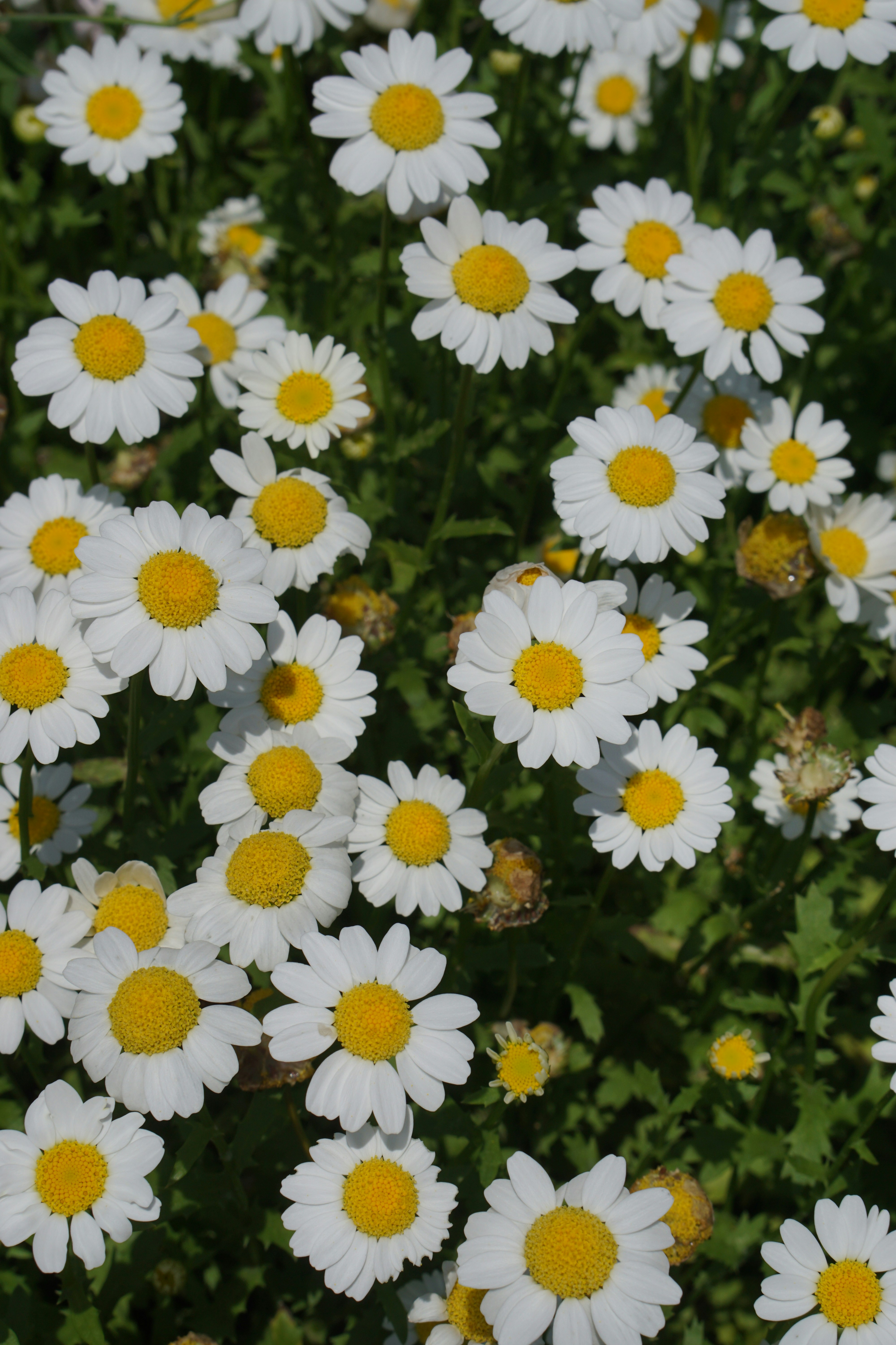 A field of white daisies with yellow centers.