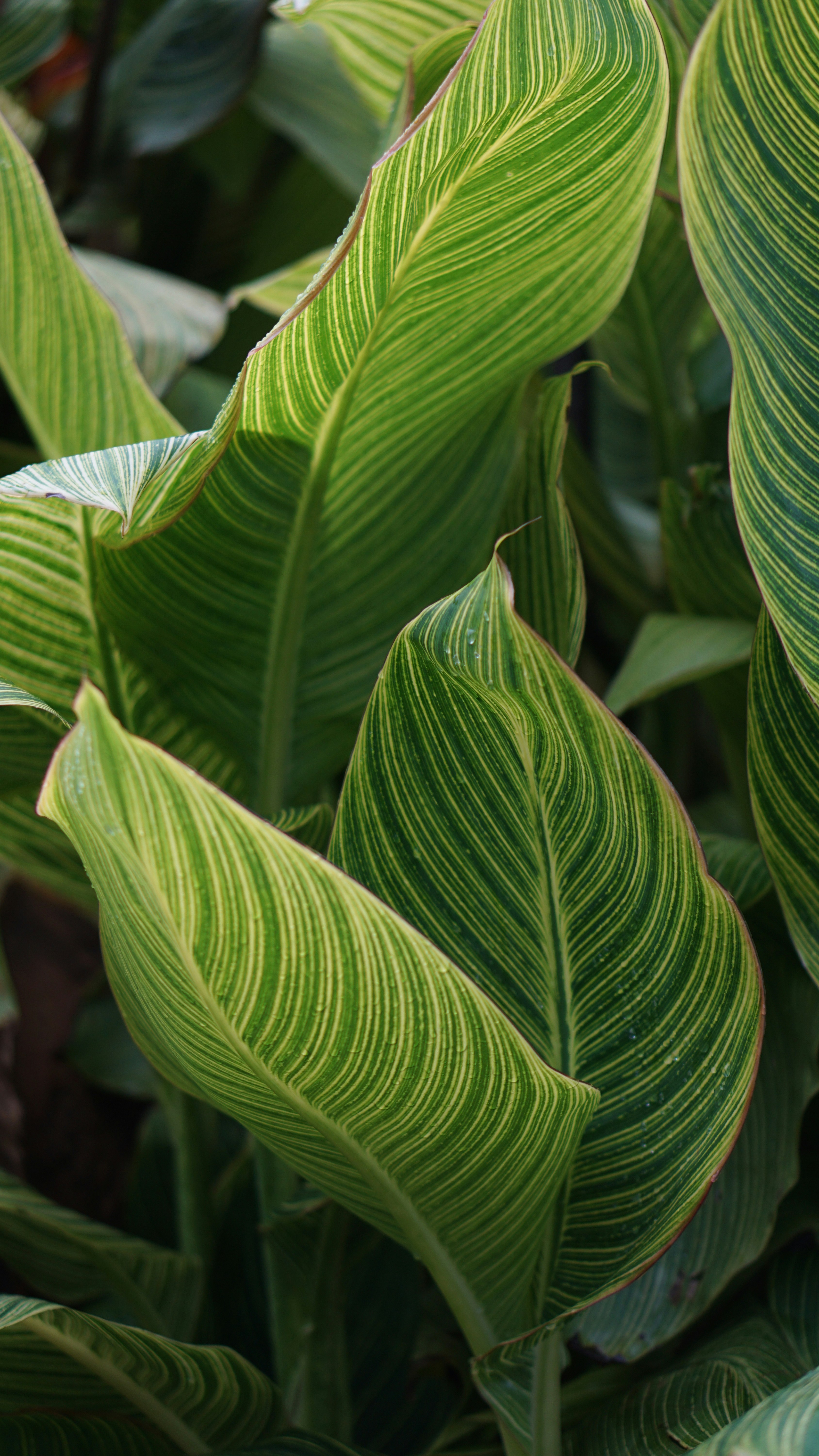 Close-up of variegated green and yellow striped leaves.