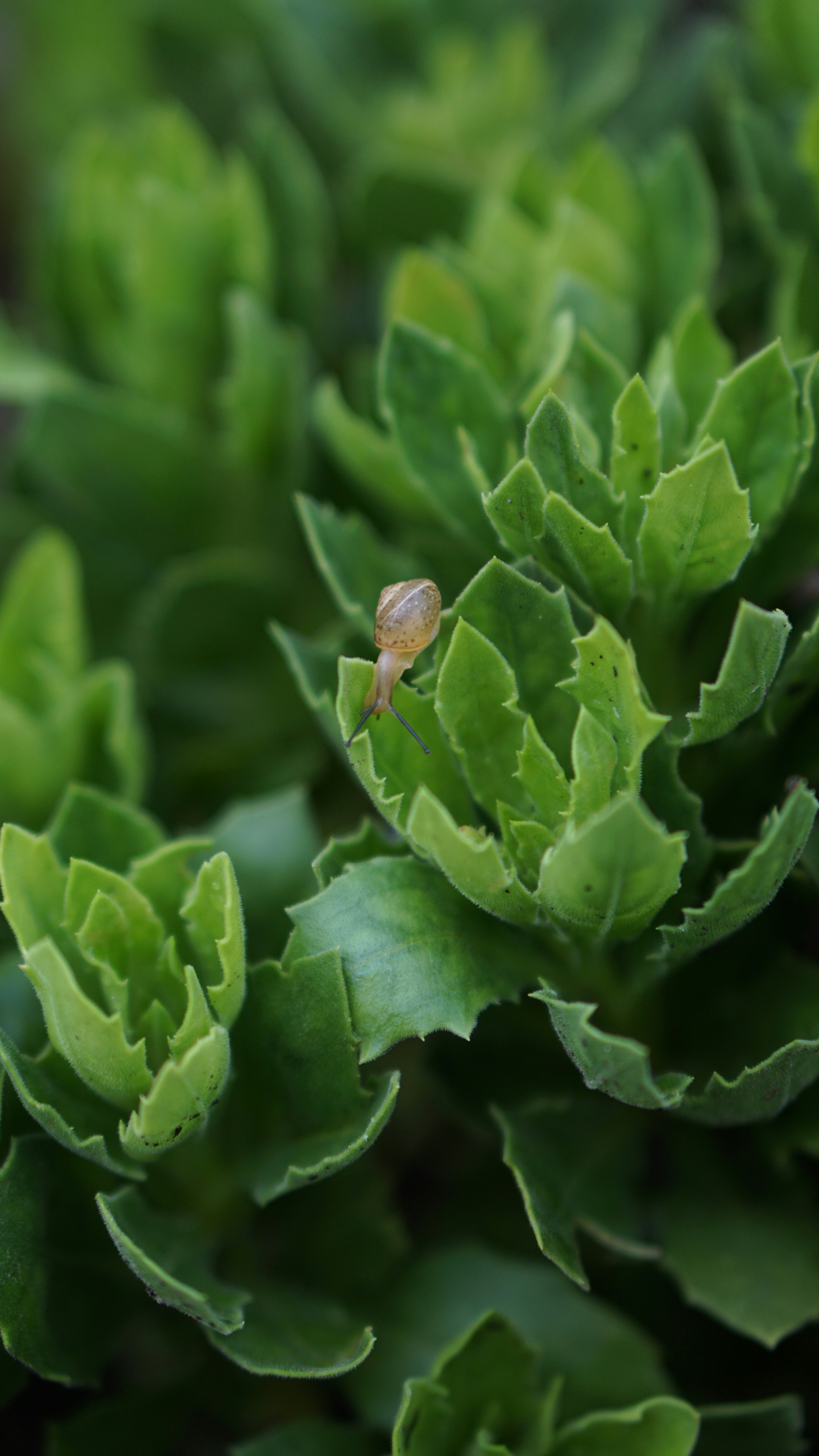 A small snail rests on green succulent leaves.