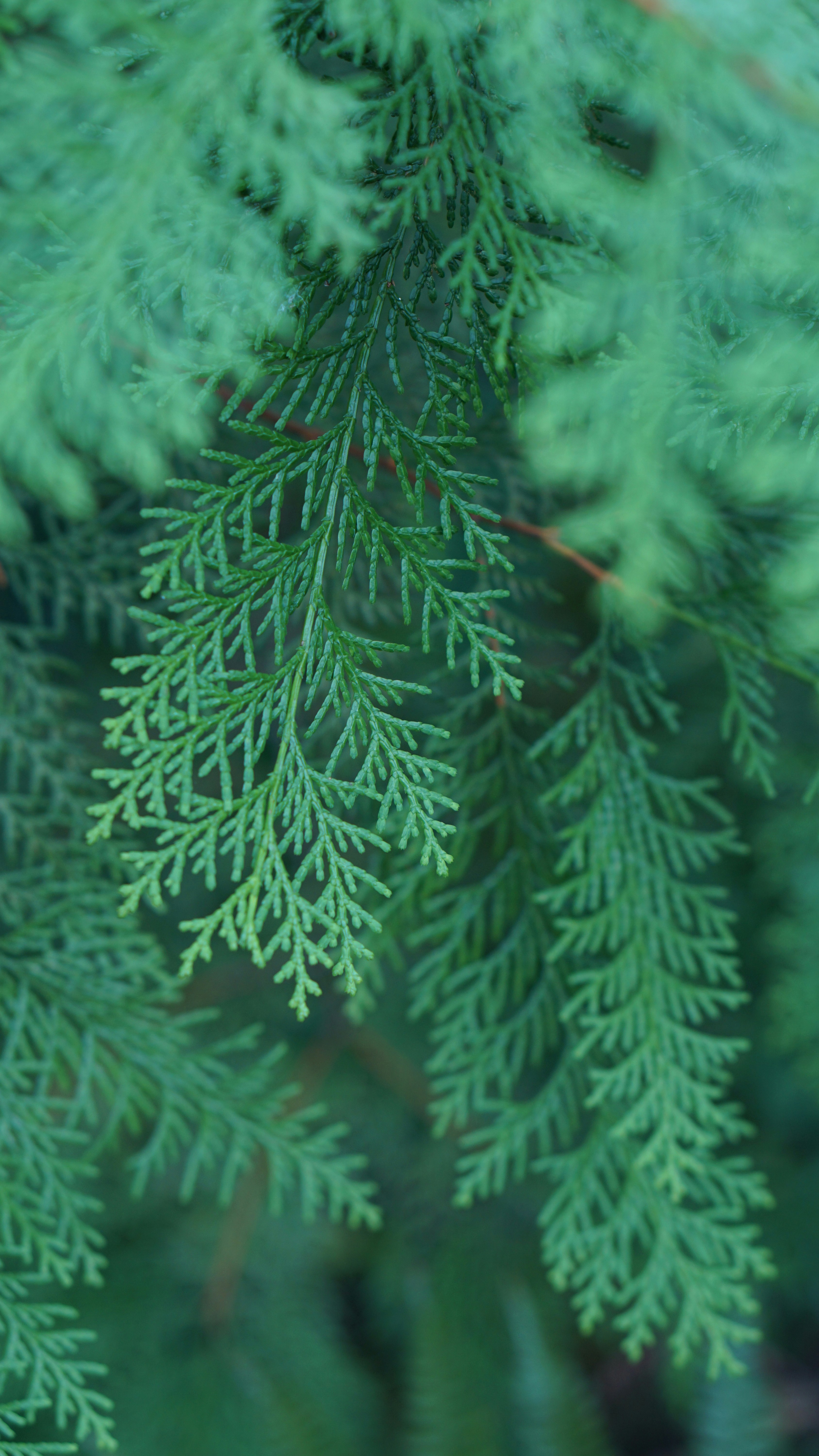 Close-up of green cedar tree branches with soft focus.