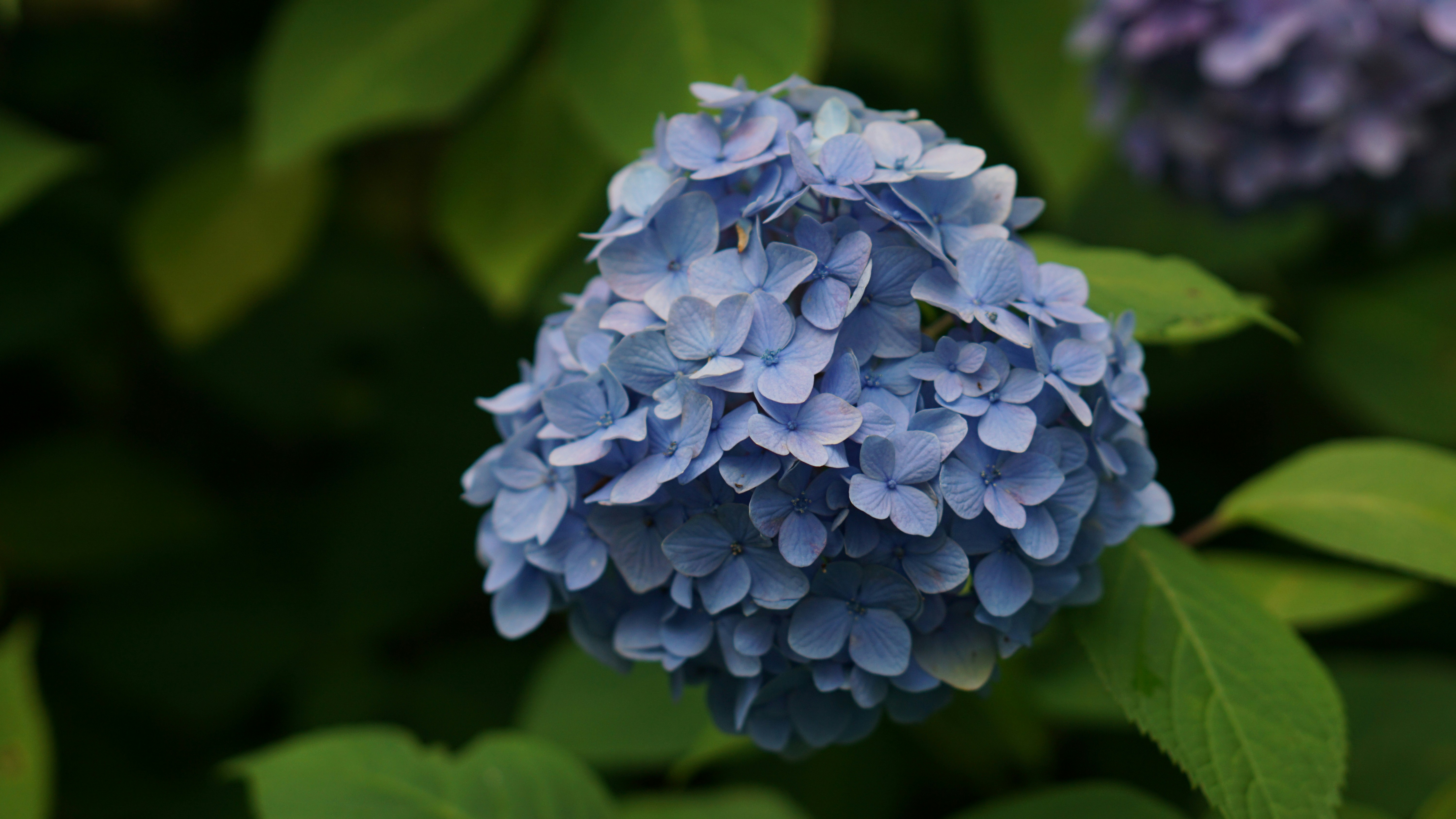 A close-up of a blue hydrangea flower in bloom.