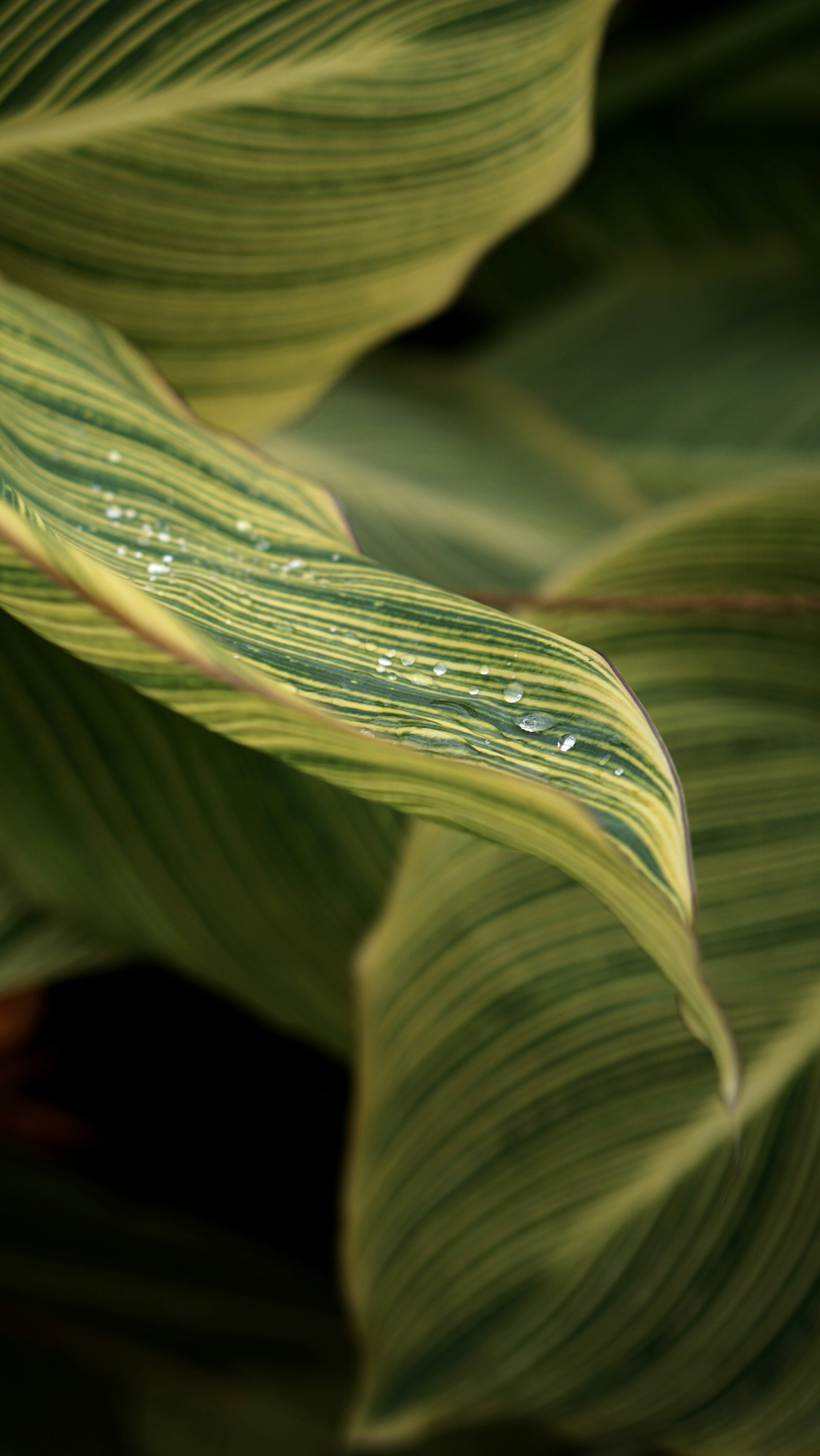 Close-up of striped green leaves with water droplets.