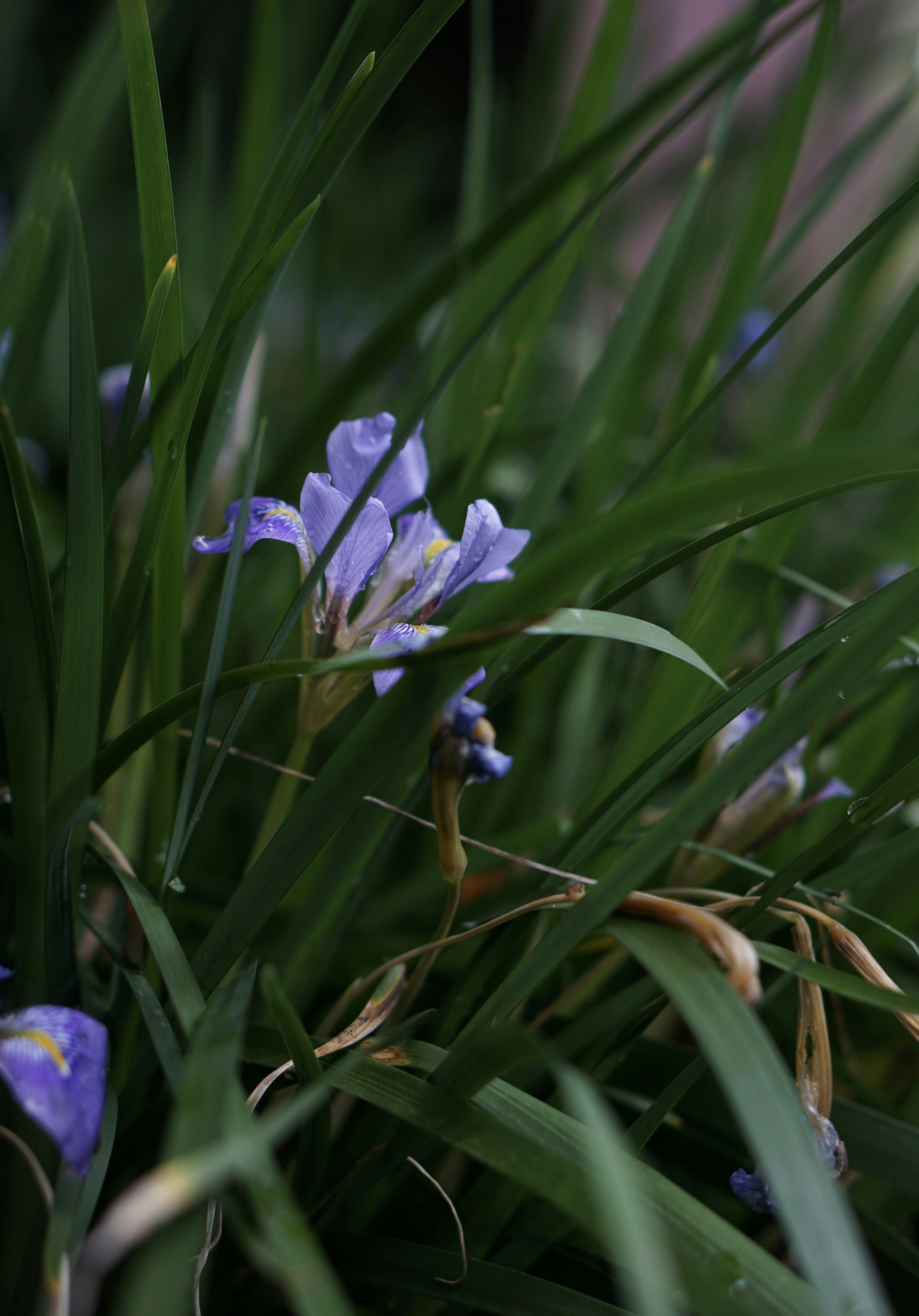 A delicate purple iris blooms amongst green foliage.