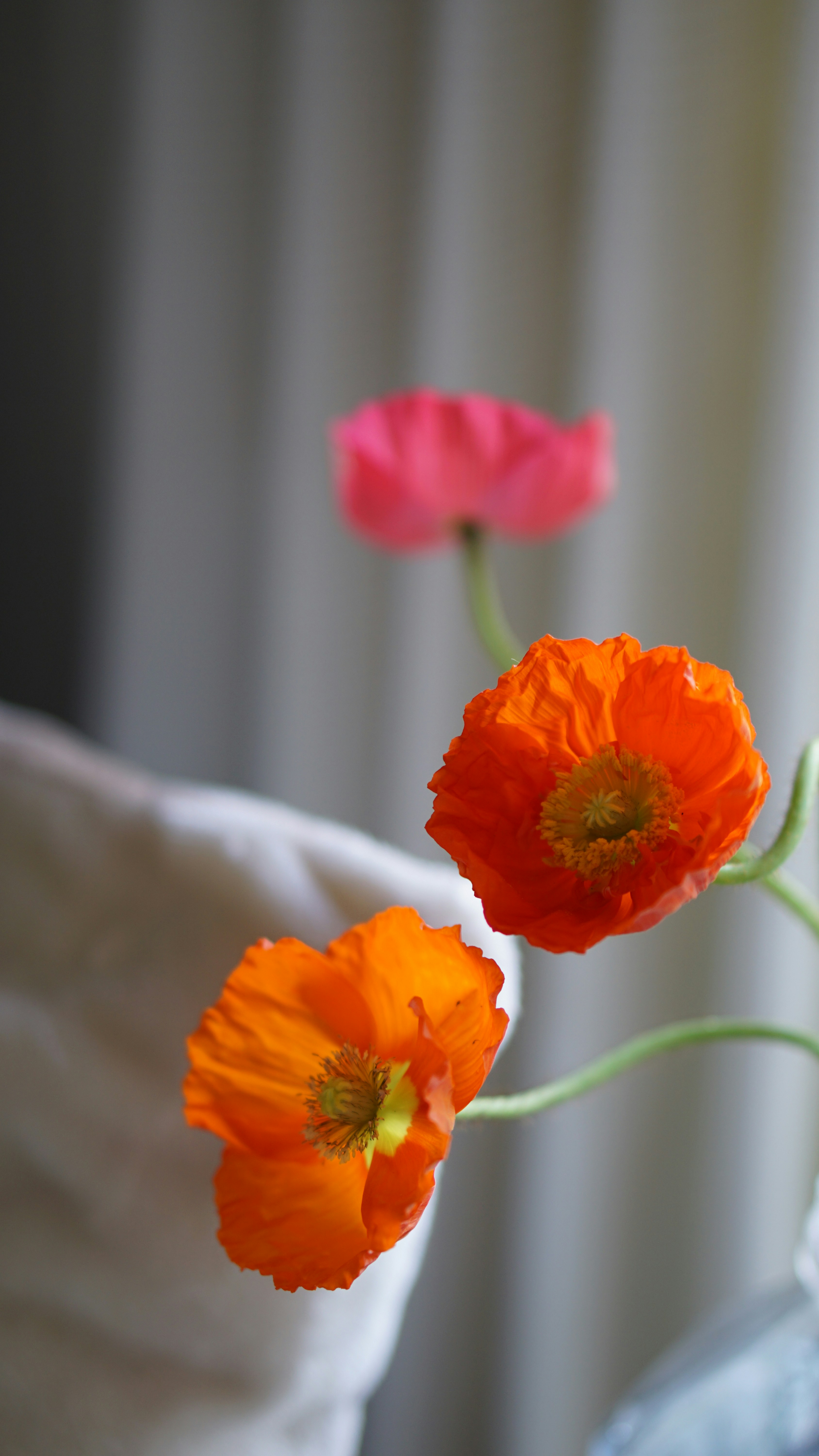 Three poppies, two orange and one pink, bloom indoors.