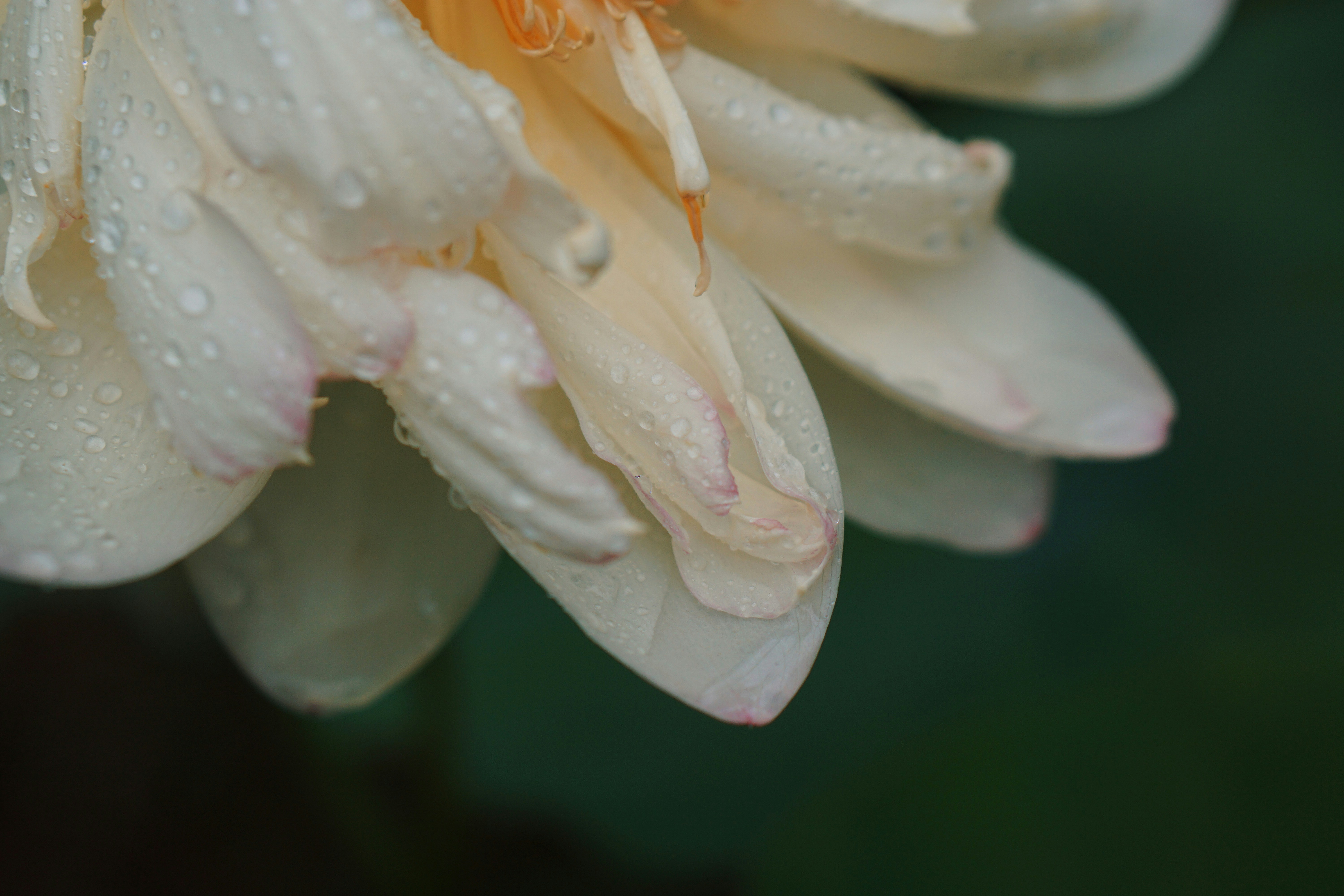 Close-up of a pale pink flower with water droplets.