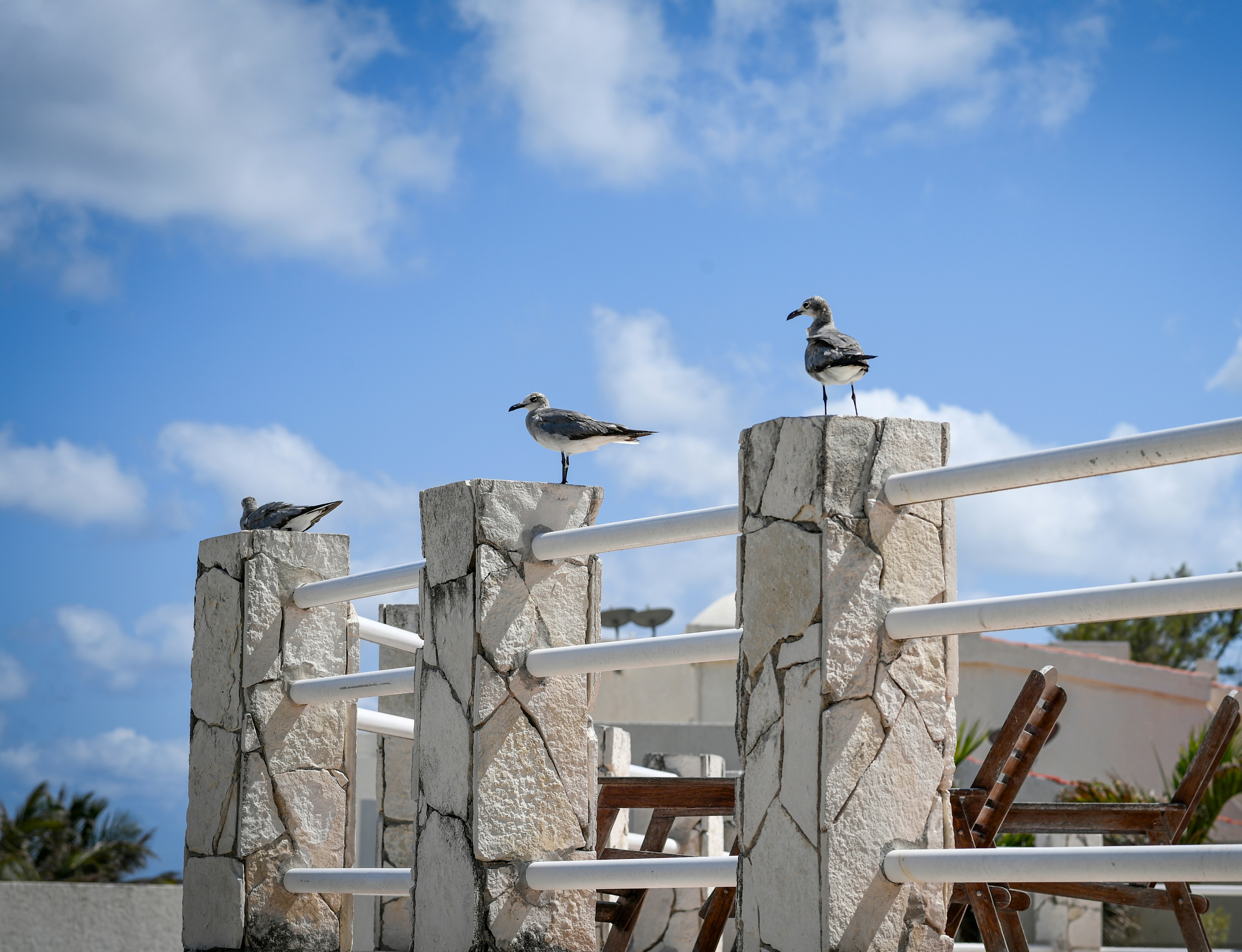 Three seagulls perched on a stone fence under blue sky