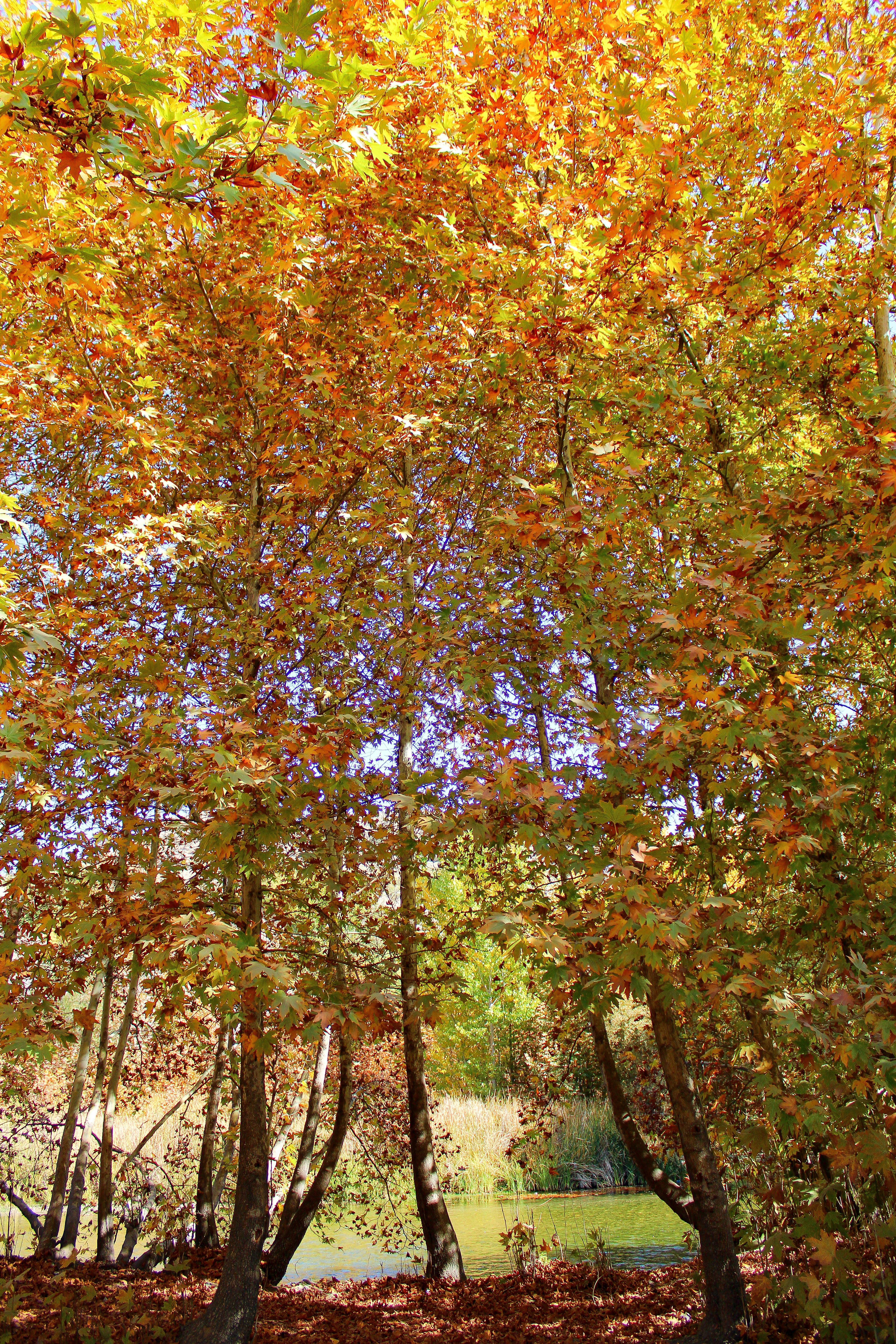 Photo by nouriehferdosian