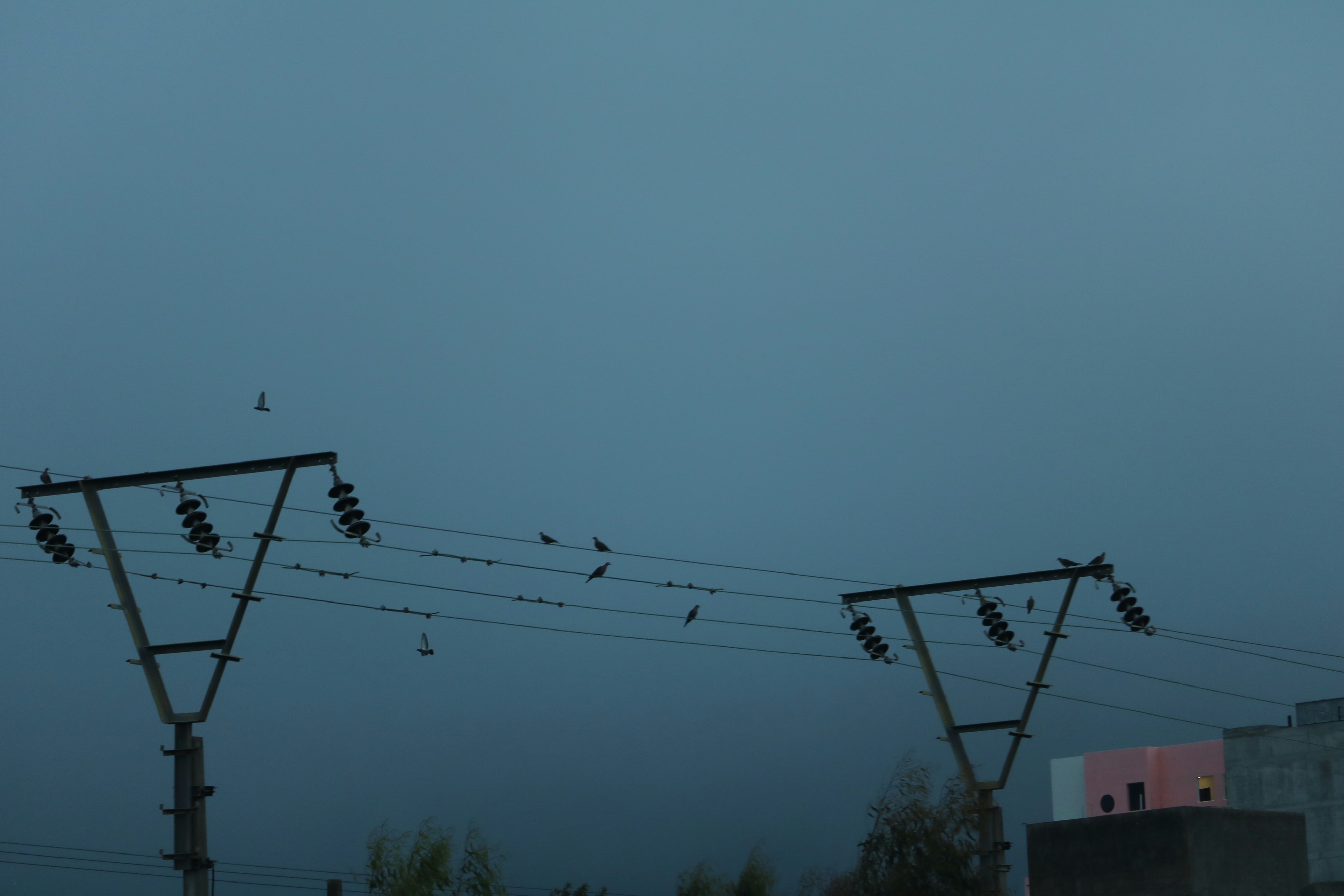 Vögel saßen auf Stromleitungen gegen einen dämmrigen Himmel