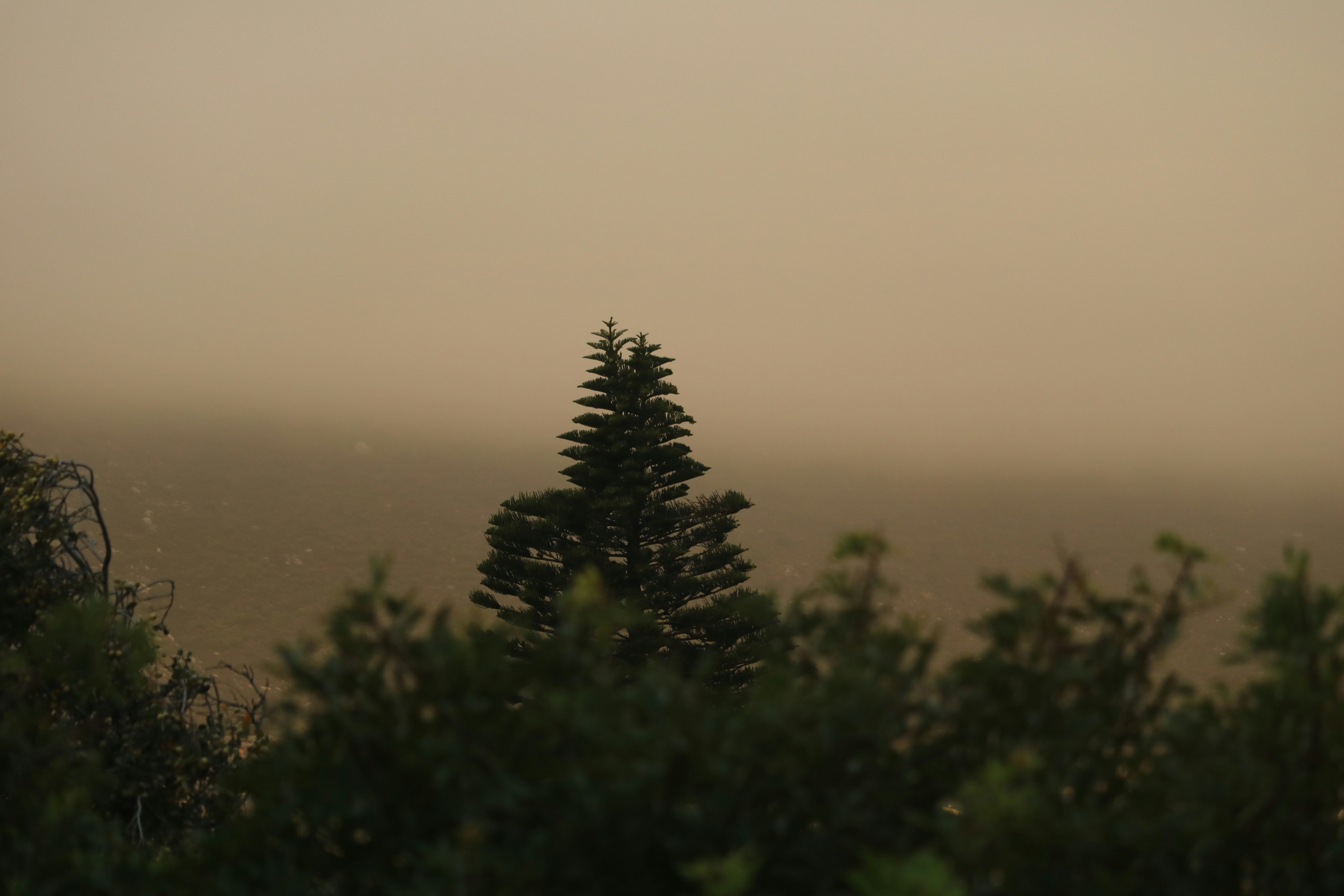 Ein einzelner immergrüner Baum steht vor einem nebligen Himmel.