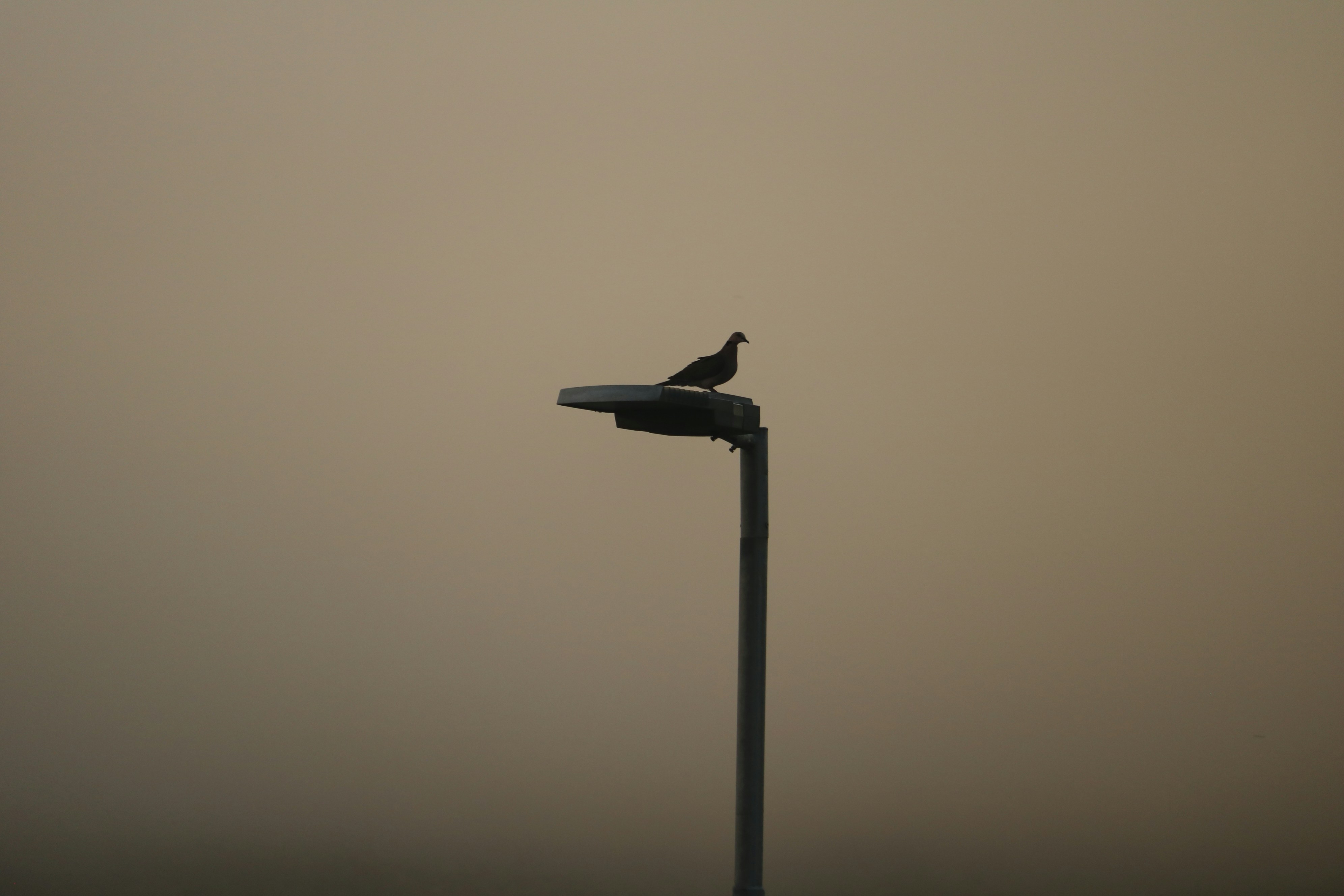 Ein Vogel saß bei Einbruch der Dämmerung auf einer Straßenlaterne