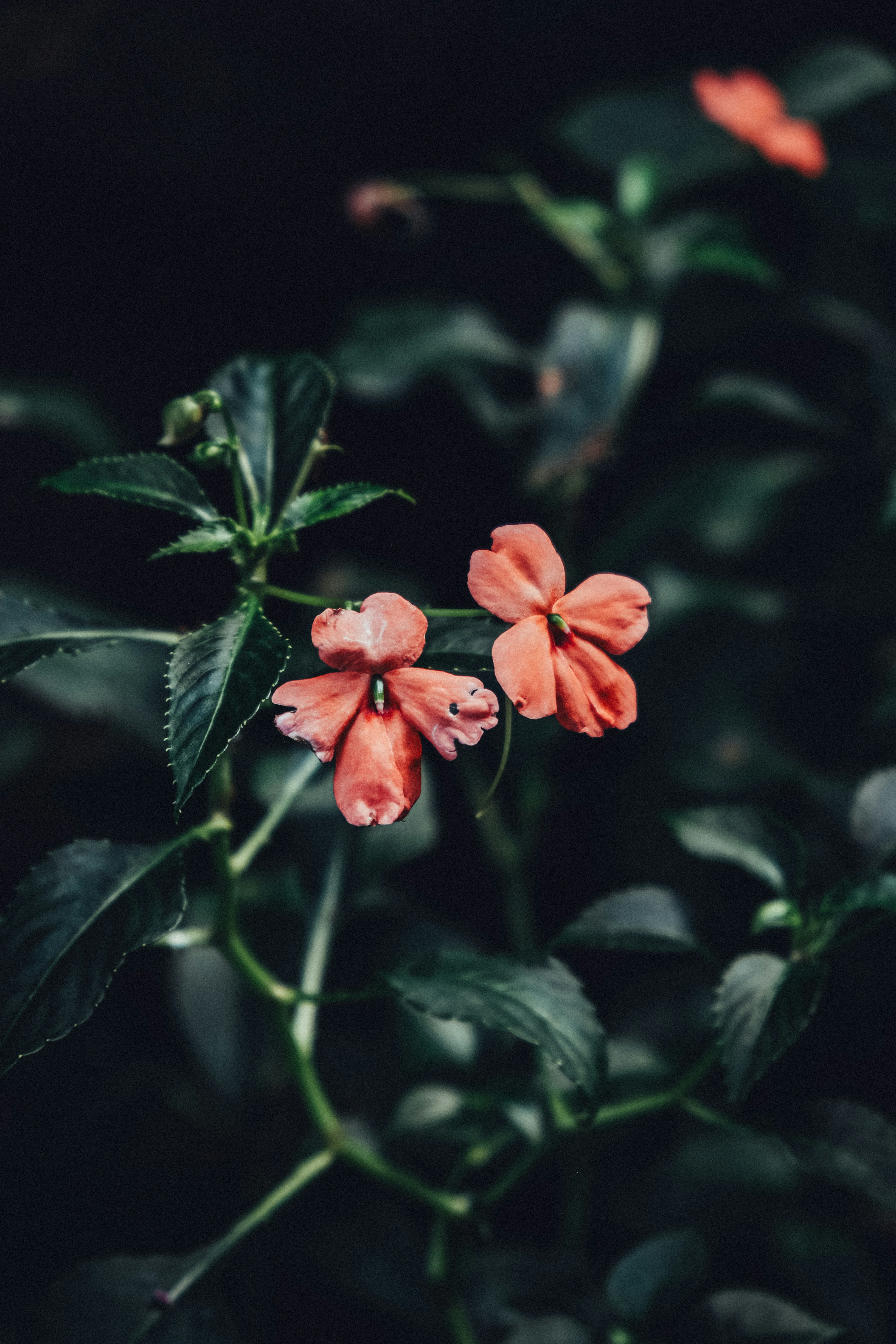 Two delicate coral flowers bloom amidst dark green leaves