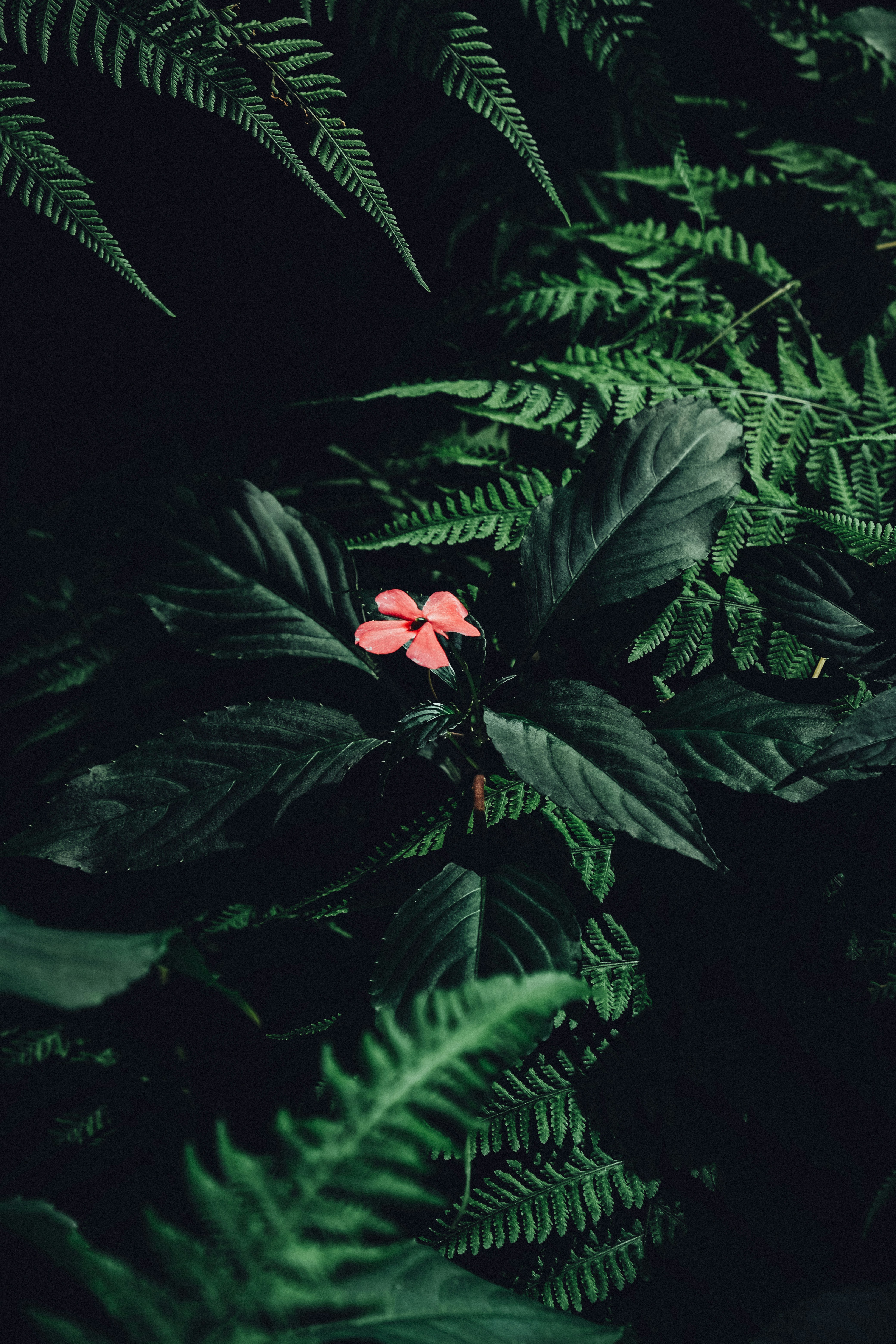 A single pink flower surrounded by dark green ferns
