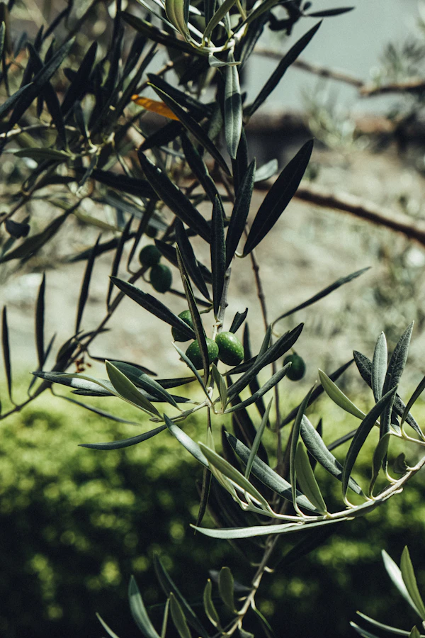 La classification de l'huile d'olive