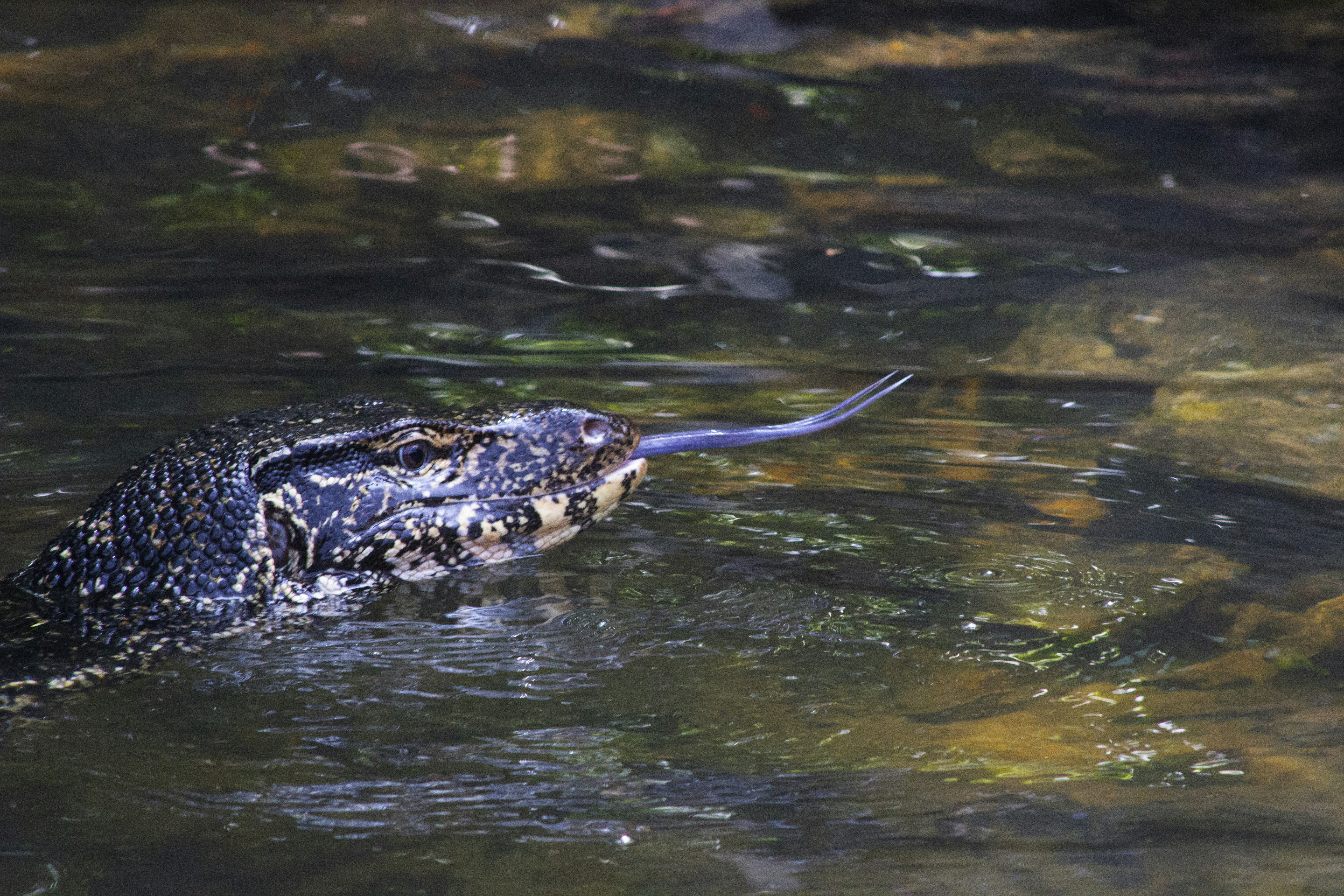 A monitor lizard with its tongue flicking in water.