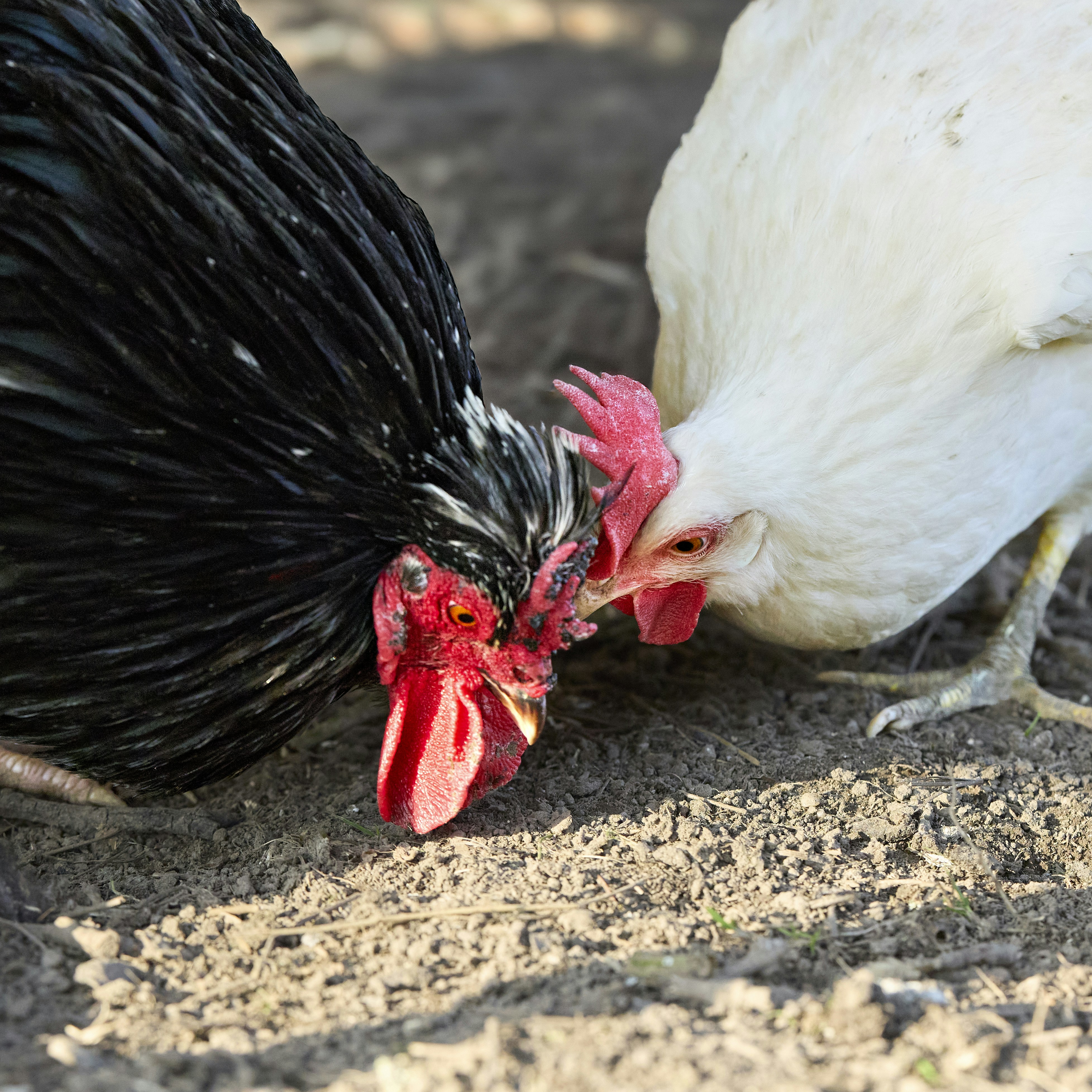 Une poule noire et blanche qui picorait le sol.