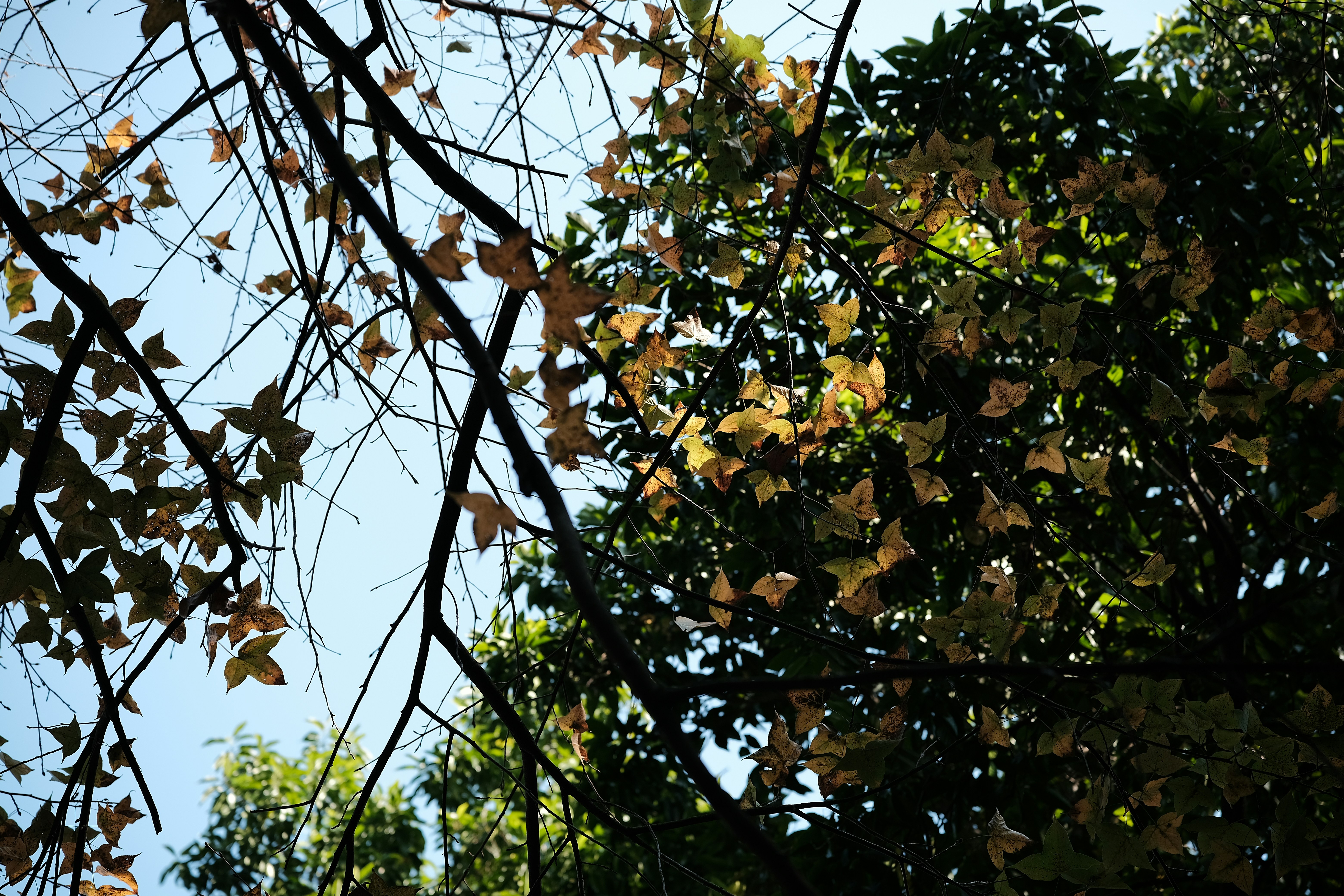 Autumn leaves on tree branches against blue sky