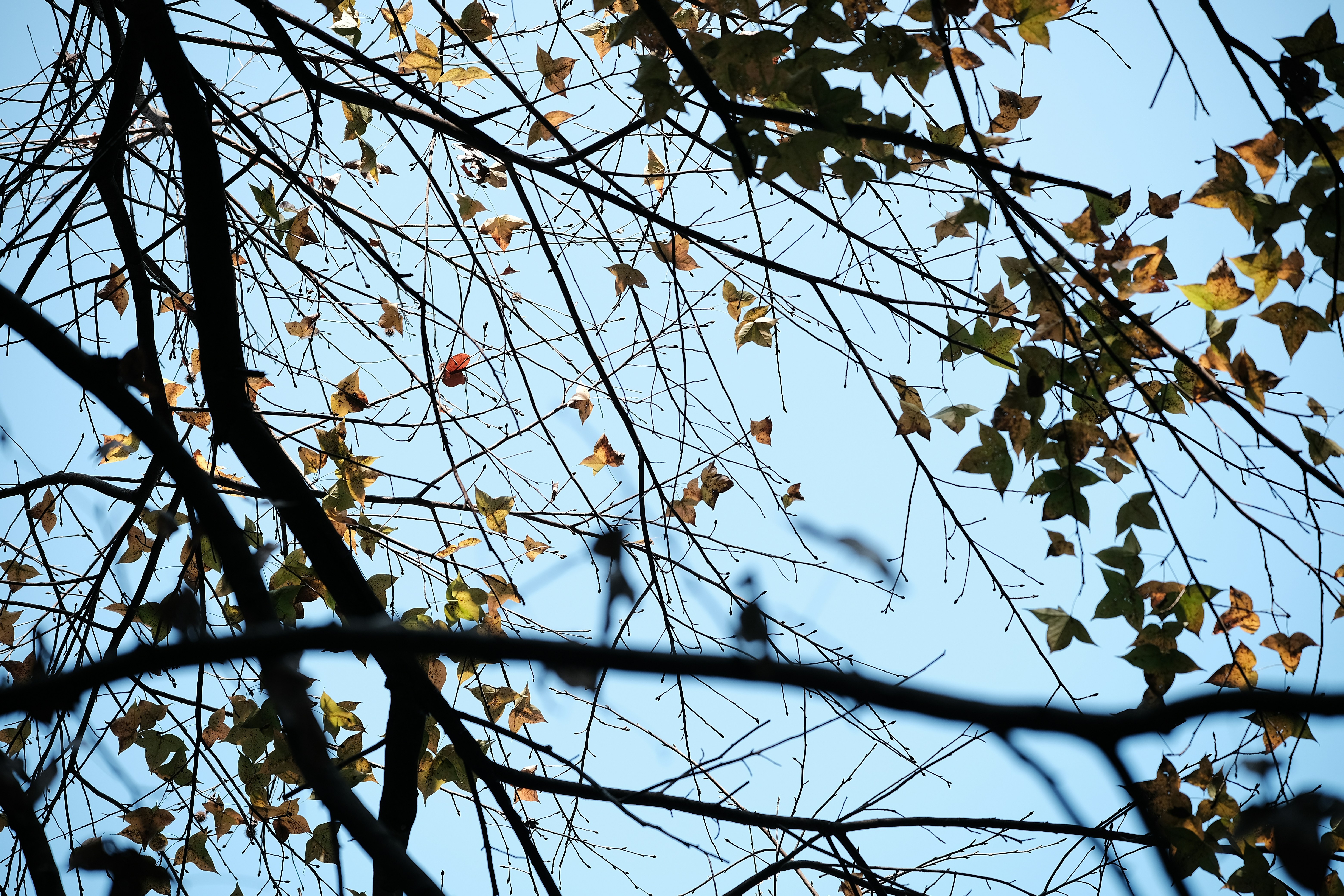 Autumn leaves on tree branches against a clear sky