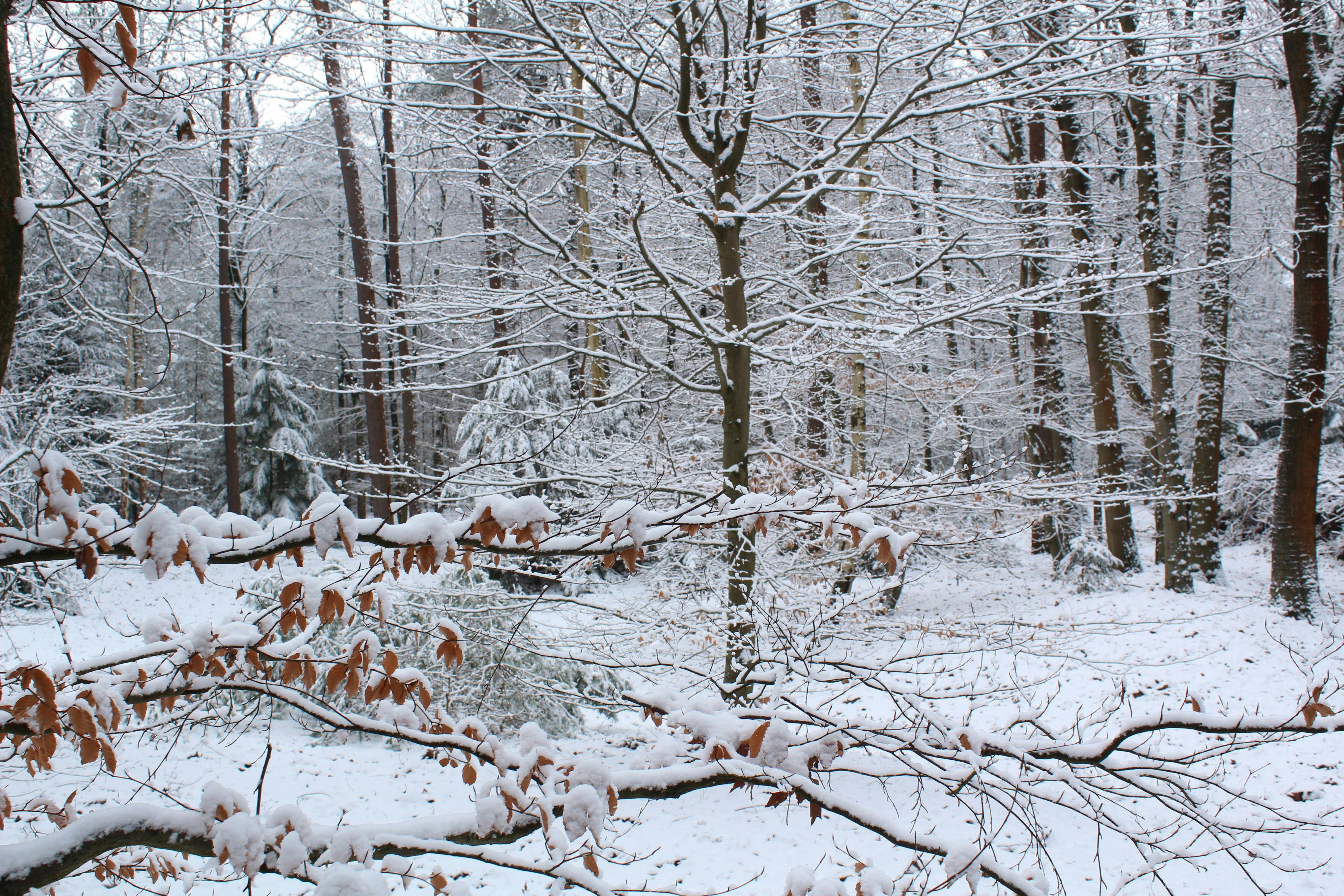 Snow covered trees in a winter forest