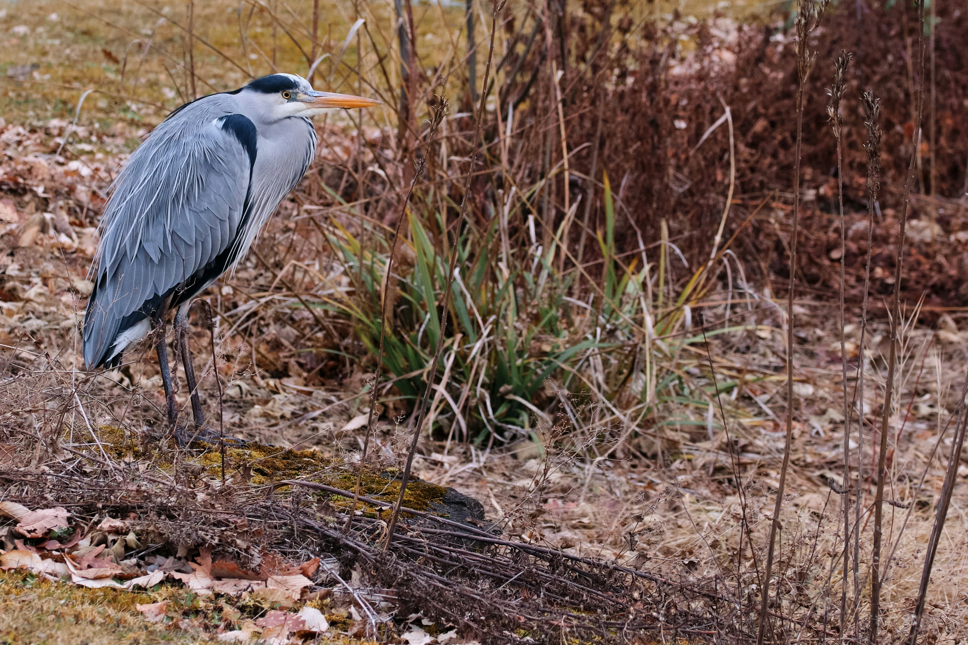 Photo by timschmidbauer