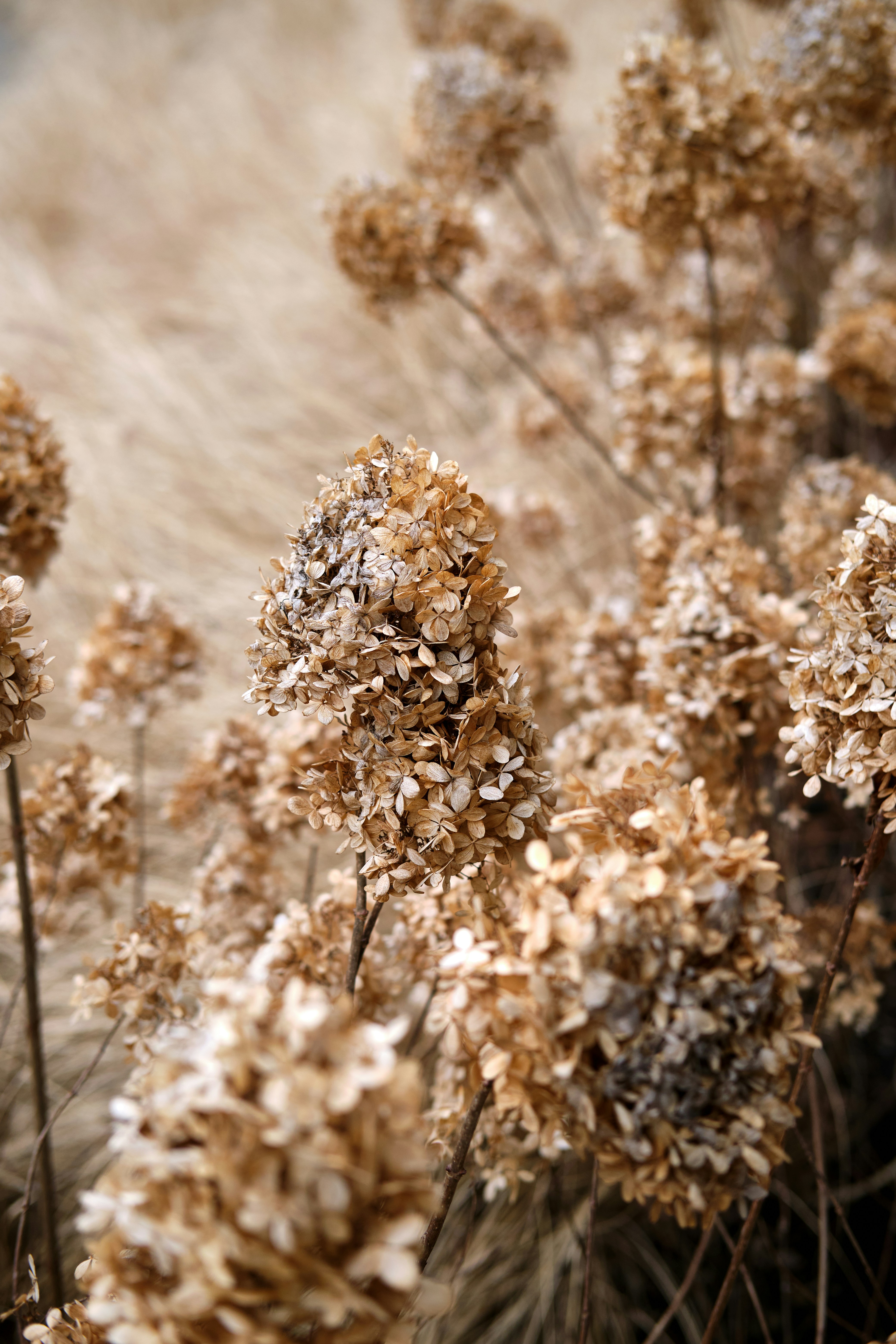 Dried brown hydrangeas in soft focus