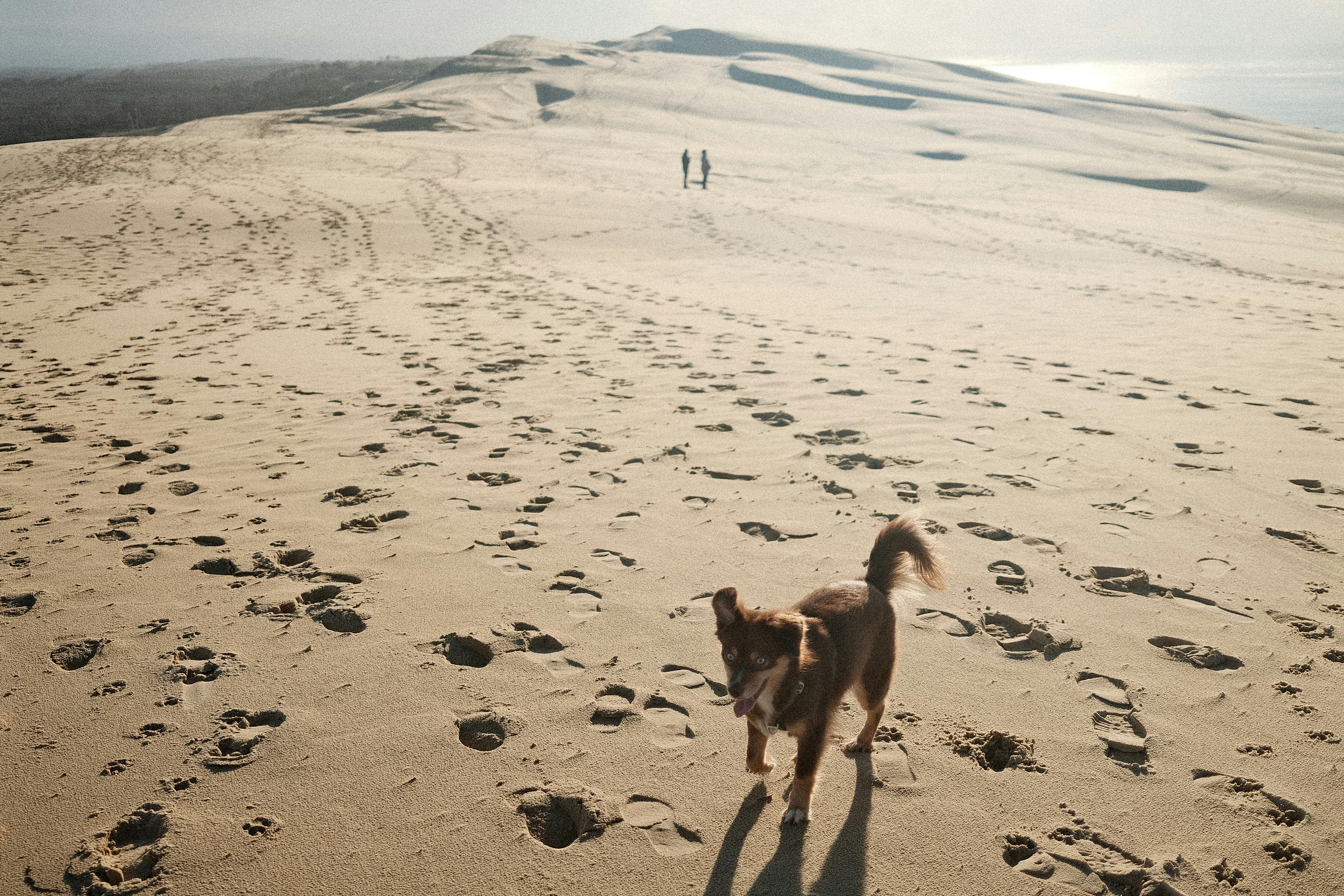 A dog walks across a sandy dune with footprints.