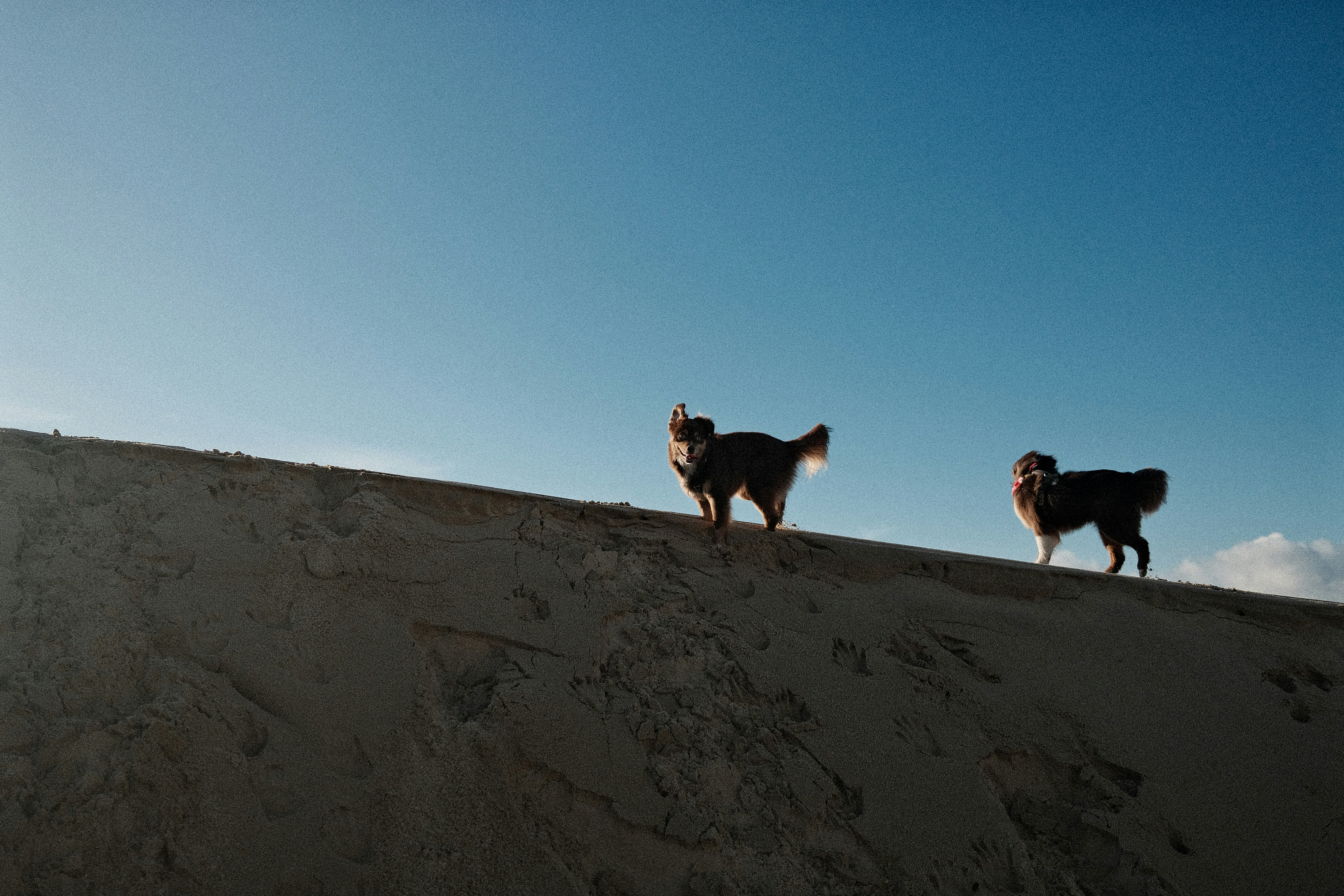 Zwei Hunde stehen auf einer Sanddüne unter blauem Himmel