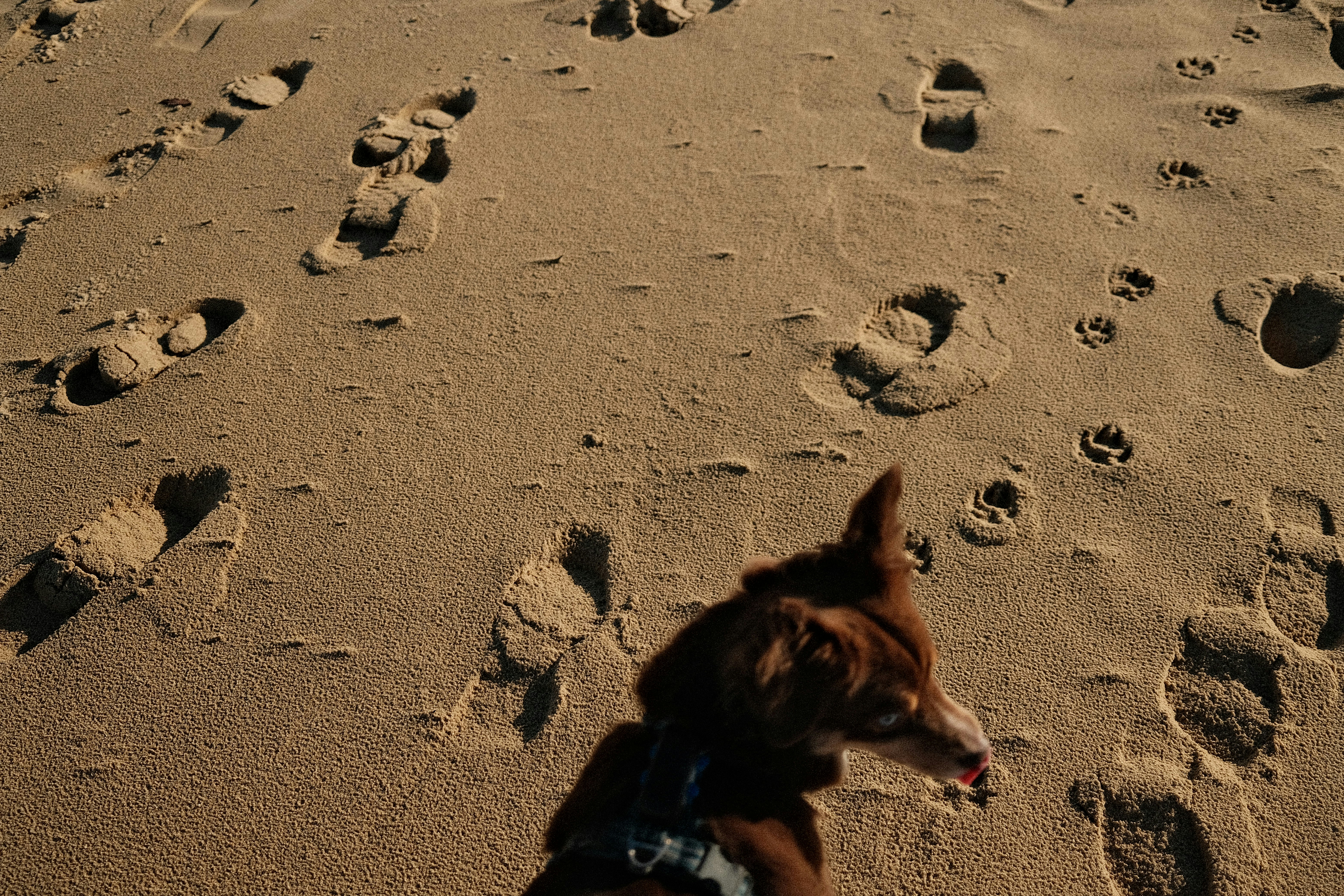 A dog walks on a sandy beach leaving footprints.