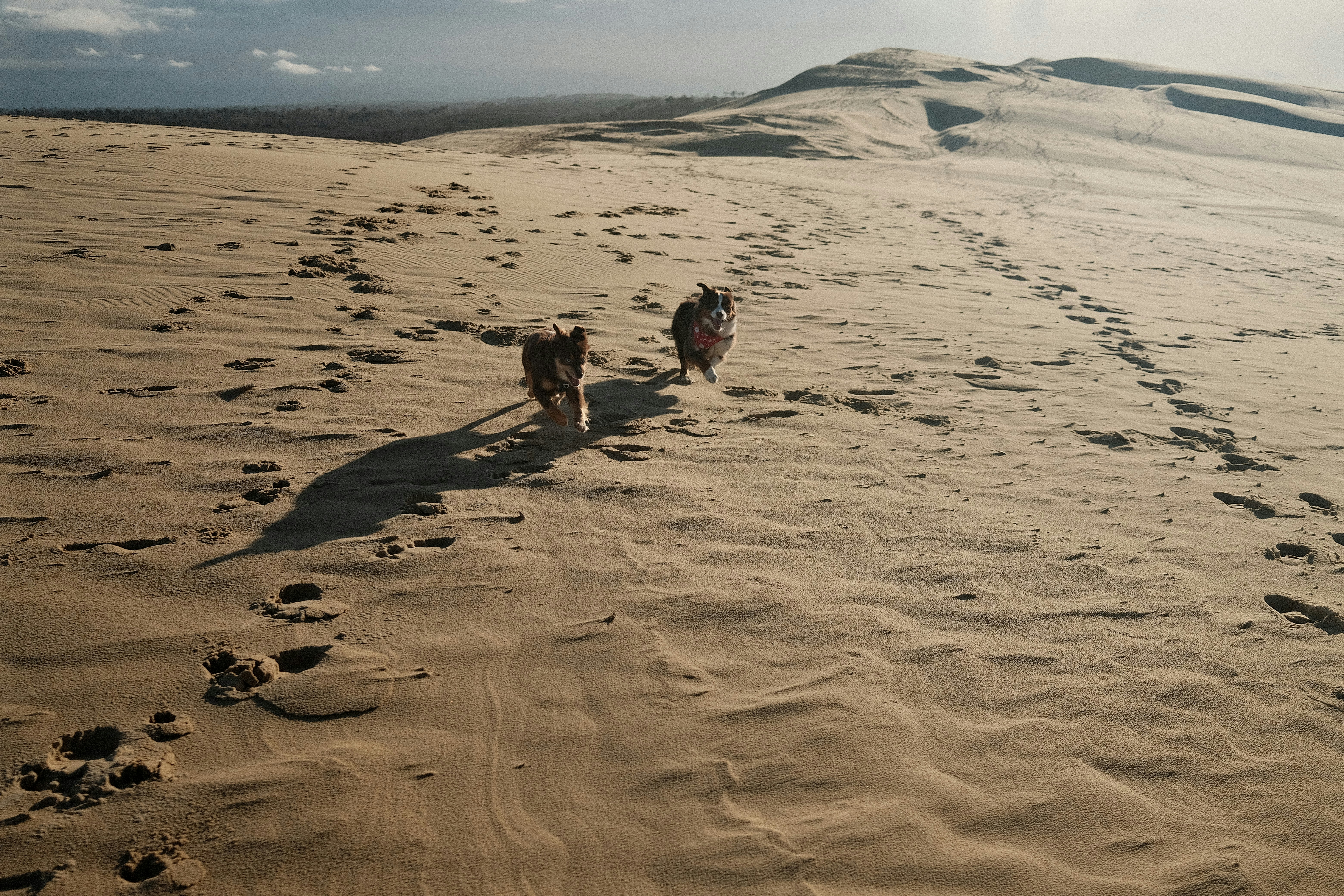 Two dogs running across sandy dunes