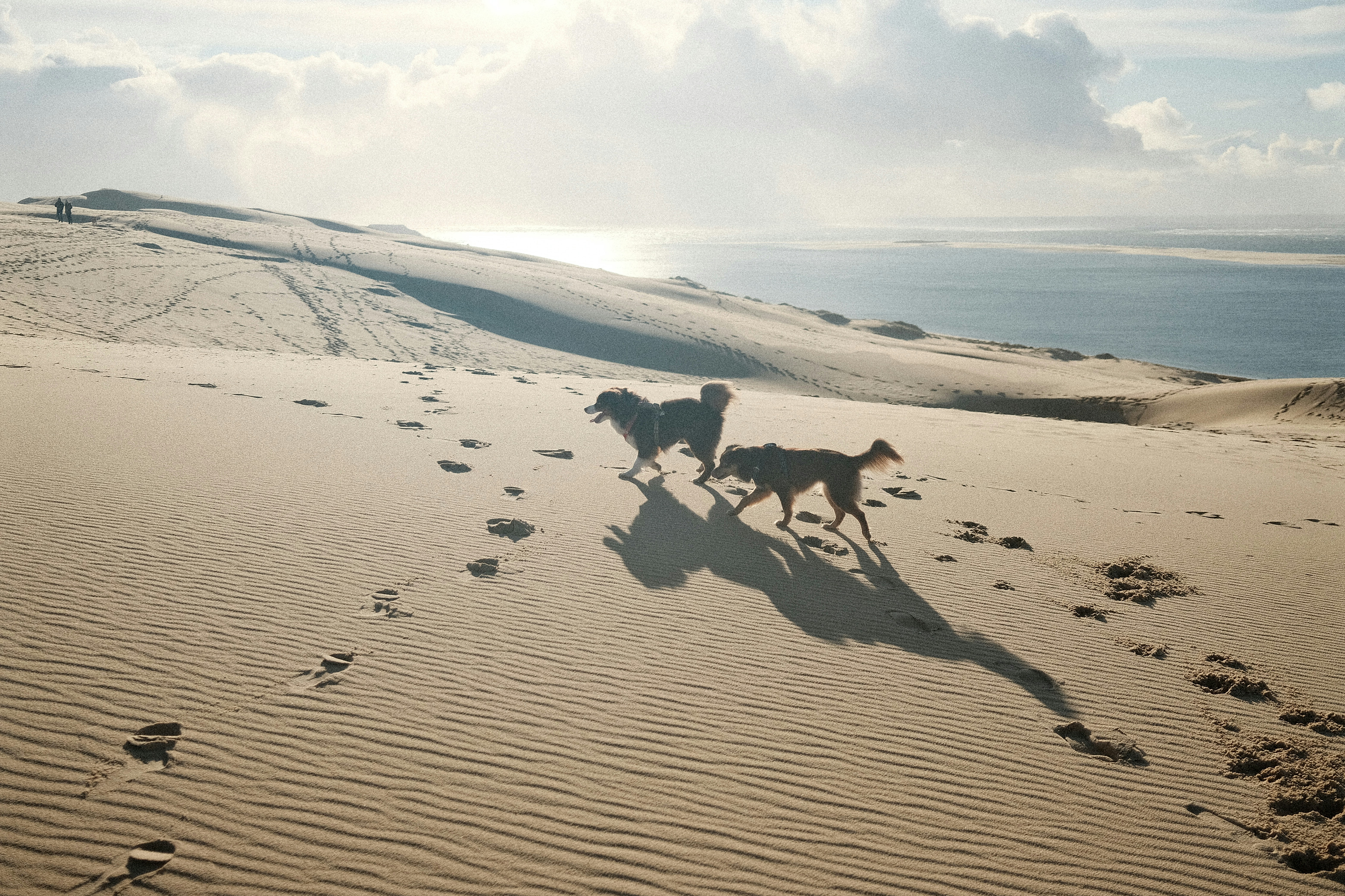 Two dogs running on a sandy dune near the ocean.